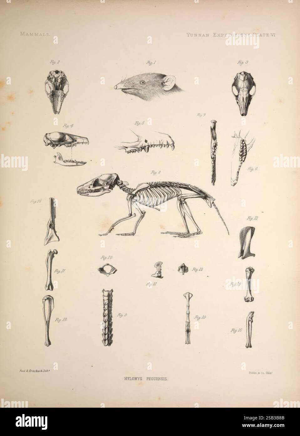 Ricerche anatomiche e zoologiche v.2. 1878, Cina, zoologia, provincia dello Yunnan, una targa illustrata che mostra vari disegni anatomici relativi alla specie Hylomyscus pongos. La composizione include illustrazioni dettagliate della struttura scheletrica, del cranio e degli arti dell'animale, oltre a etichette aggiuntive che identificano ciascuna parte. Sono presenti diverse viste del cranio, nonché singole ossa come il femore e varie vertebre. Questa rappresentazione serve come riferimento educativo, evidenziando sia le caratteristiche anatomiche che la classificazione di questo mammifero all'interno della scienza Foto Stock