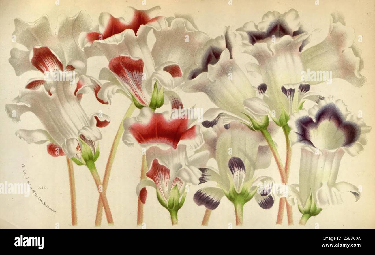 Flore des serres et des jardins de l'Europe A Gand, chez Louis van Houtte, éditeur, 1845-1880, Una splendida disposizione di fiori delicati che presentano una varietà di forme e colori intricati. I petali mostrano sfumature di bianco, crema e viola tenue, con tocchi di rosso intenso e blu alle punte. I fiori variano nella forma, alcuni presentano bordi scanalati e altri si dispiegano con grazia in una pronunciata forma a tromba. Gli steli sono sottili e verdi, per aggiungere un'eleganza naturale all'outfit. Questa composizione mette in risalto gli squisiti dettagli del design floreale, catturando un senso di vivacità Foto Stock