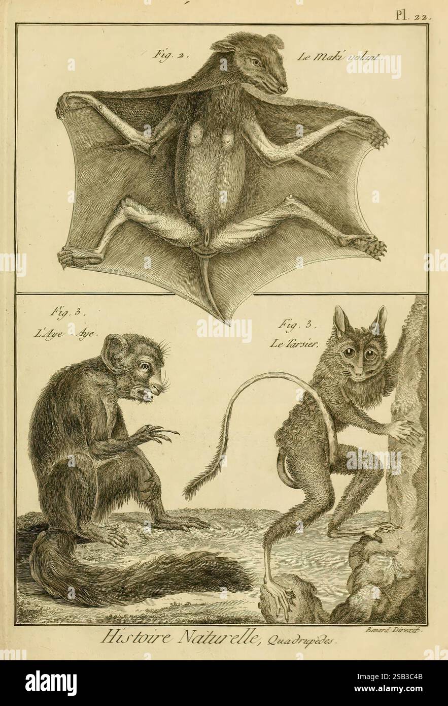Mammalogie, ou, Description des espèces de mammifères A Paris, Chez Mme. Veuve Agasse, imprimeur-libraire, 1820-1822. Enciclopedie, mammiferi, l'illustrazione presenta tre animali distinti, ciascuno etichettato con un numero di figura. Il primo animale, posizionato in cima, è un pipistrello con le sue ali estese, che mostra la sua anatomia unica. Sotto di essa, a sinistra, è raffigurata una scimmia seduta di profilo, evidenziandone le caratteristiche distintive del viso e la postura. Sulla destra, c'è una creatura simile a un gatto, in piedi contro un tronco di albero, con grandi orecchie e una lunga coda. Ogni illustrato Foto Stock