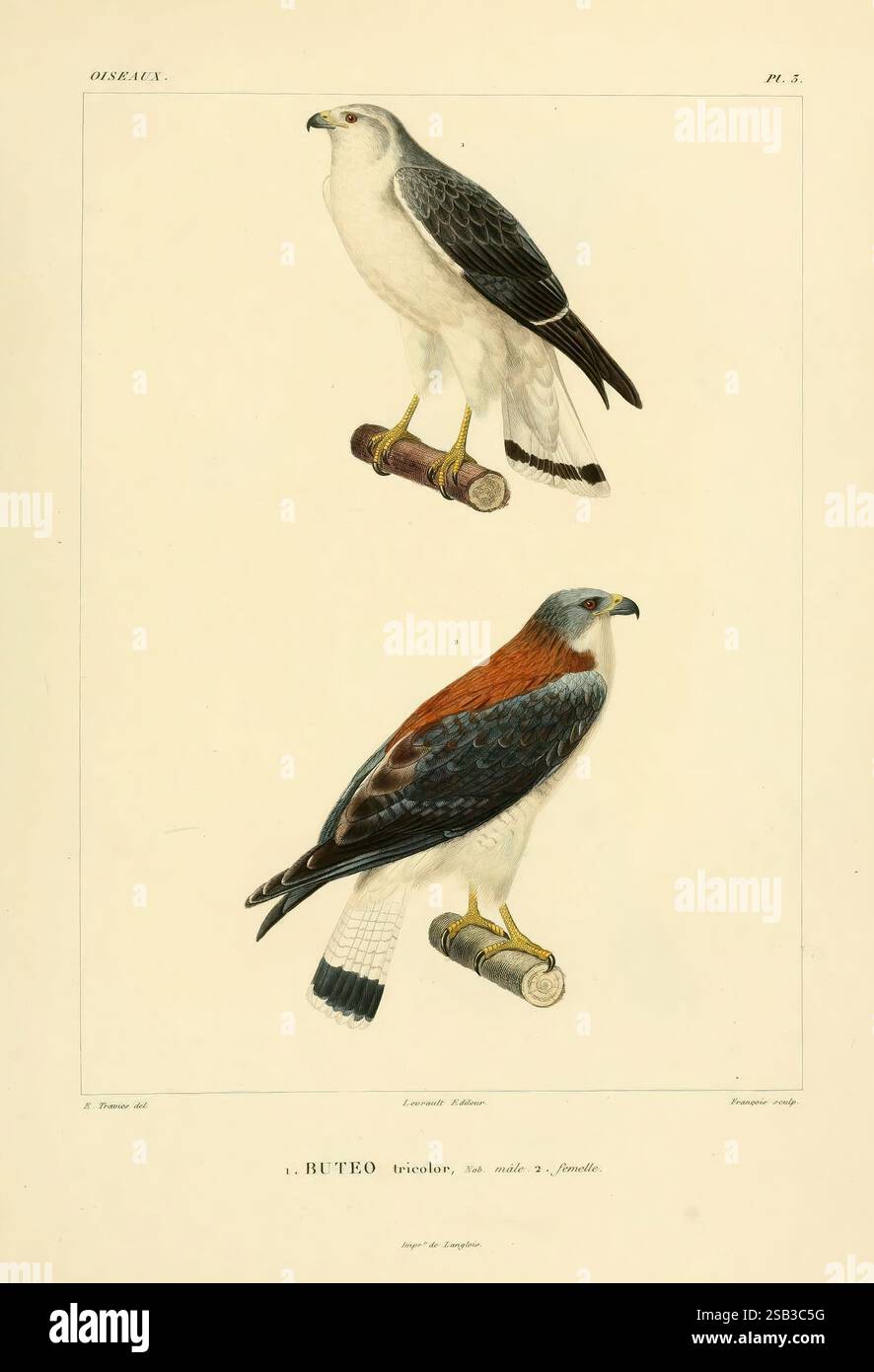 Voyage dans l'Amérique Méridionale, Parigi, Pitois-Levrault, 1835-1847, Sud America, descrizione e viaggio, raffigurati sono due specie di falchi del genere Buteo, resi in uno stile illustrativo. Il falco superiore presenta una testa e parti inferiori prevalentemente bianche, con ali scure e una coda corta e distinta, che mostra il suo notevole piumaggio. Sotto, il secondo falco mostra un'impressionante miscela di toni rossastro-marrone e bianco, con una struttura più robusta e una coda che è più lunga e più scura alla punta. Entrambi gli uccelli sono appollaiati su tronchi di legno, sottolineando la loro posizione naturale e consentendo un detai Foto Stock