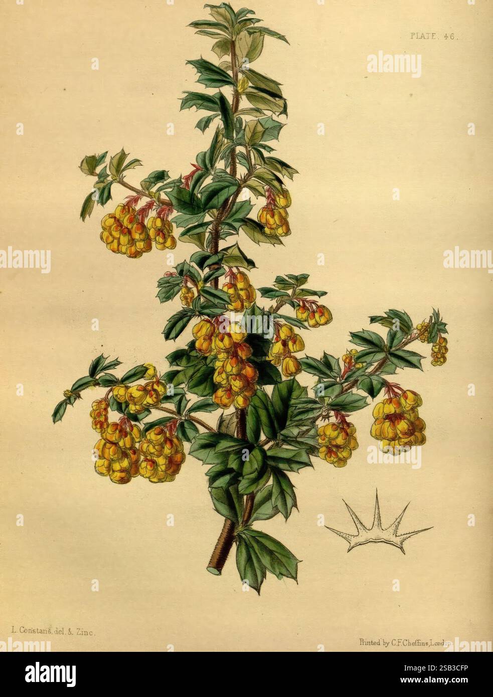 Il giardino fiorito di Paxton, Londra, Bradbury ed Evans, 1850-1853. L'illustrazione presenta una dettagliata rappresentazione di una pianta fiorita con vivaci fiori gialli disposti in gruppi. Le foglie sono di colore verde scuro e ampio e presentano un aspetto sano e lussureggiante. Lo stelo è robusto e ben definito, a sostegno dei fiori vivaci che sembrano oscillare delicatamente dai loro rami. Sotto l'illustrazione, c'è un emblema decorativo a forma di stella che aggiunge un tocco artistico al pezzo. La composizione complessiva evidenzia la bellezza e la complessità della pianta, rendendola un'ottima rappresentazione del botani Foto Stock