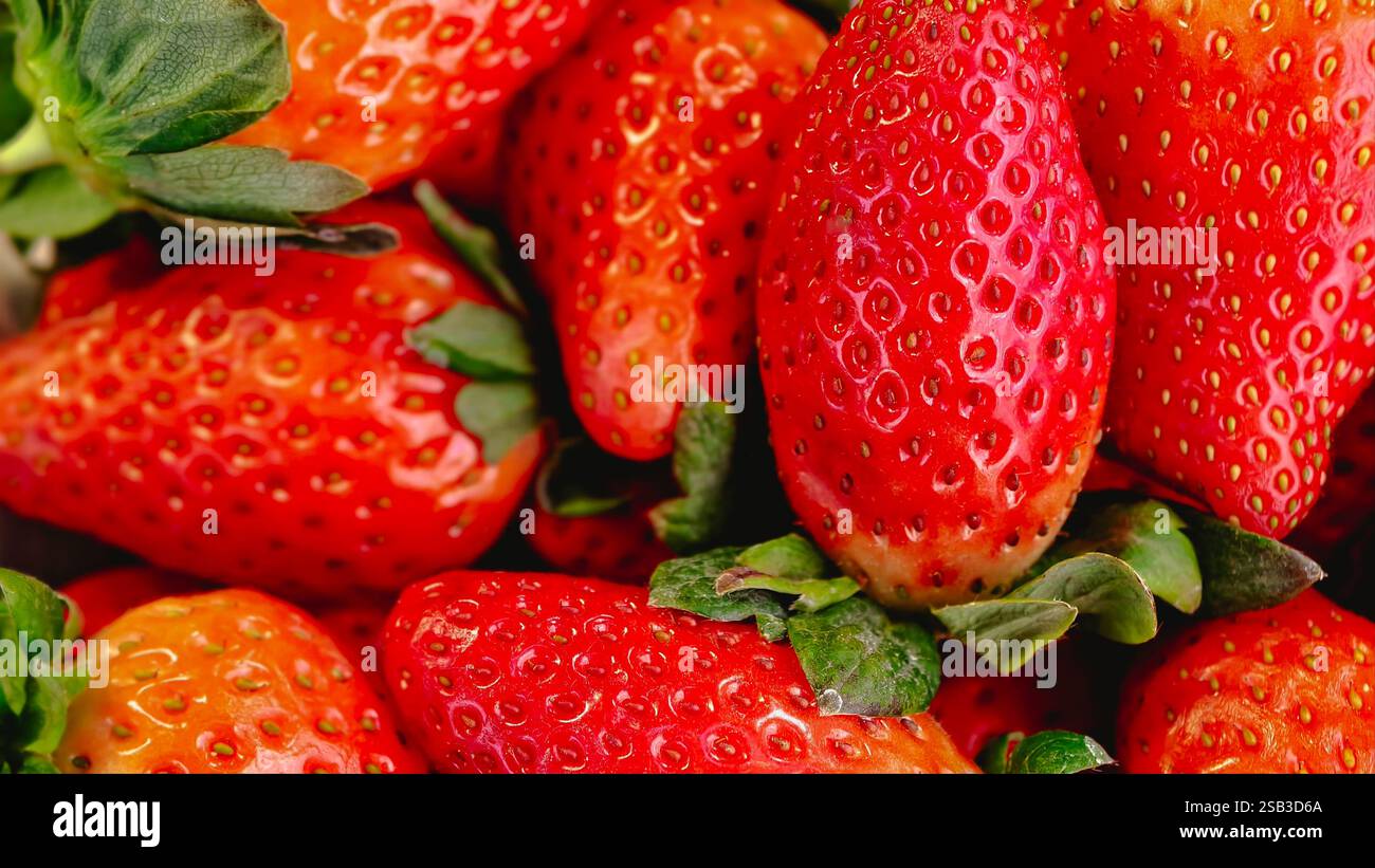 Sfondo di fragole mature fresche, vivace e succosa primo piano macro di fragole, struttura a tutto campo di bacche rosse, frutta dolce biologica perfetta per cibi sani, dessert estivi e design naturale dei prodotti. Foto Stock
