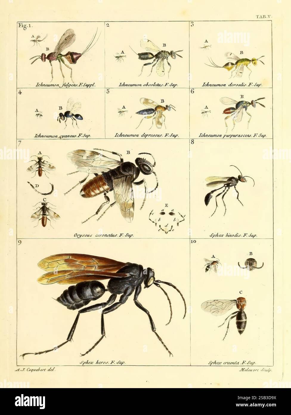 Illustratio iconographica insectorum quæ in Musæis Parisinis, Parisiis, typis Petri Didot natu majoris,[1799]-1804, insetti, artropoda, opere pittoriche, artropodi, l'illustrazione presenta una serie dettagliata di varie specie di insetti, concentrandosi principalmente su diversi tipi di mosche e api. Ogni campione è meticolosamente etichettato con il suo nome scientifico, contribuendo a uno studio completo dell'entomologia. La disposizione evidenzia caratteristiche anatomiche distinte come la struttura delle ali, la forma del corpo e le antenne, consentendo un facile confronto tra le specie. Il layout è costituito da diversi pannelli, Foto Stock