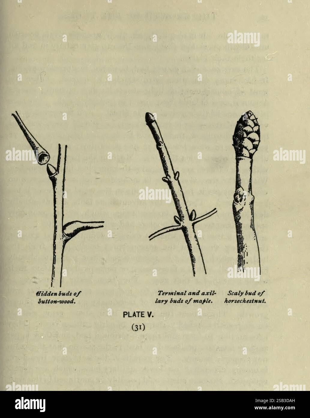 Una guida agli alberi, New York, F.A. Stokes, [c1900], Trees, Stati Uniti, donne nella scienza, Marian Ellis Ryan Rowan, l'illustrazione presenta tre tipi distinti di gemme vegetali. Sul lato sinistro si trova la raffigurazione di un germoglio nascosto di un albero di buttonwood, caratterizzato dalla sua consistenza liscia e dalle dimensioni più piccole. Il centro presenta un terminale e un germoglio ascellare di un albero d'acero, sottolineandone la forma prominente e rotonda tipica di questa specie. Sulla destra è illustrato un germoglio di una pianta di rafano, noto per il suo aspetto stratificato, che fornisce protezione alla p di sviluppo Foto Stock