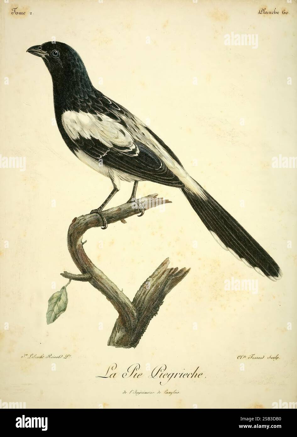 Histoire naturelle des oiseaux d'Afrique, A Parigi, Chez J.J. Fuchs, libraire, 1799-1808, Africa, Birds, Lanius picatus, Urolestes melanoleucus, Un uccello splendidamente illustrato arroccato graziosamente su un ramo sottile. L'uccello è caratterizzato da un sorprendente piumaggio bianco e nero, con una coda lunga e distintiva che ne aggiunge l'eleganza. Il becco acuto e la postura attenta suggeriscono la disponibilità a prendere il volo. La delicata foglia che emerge dal ramo esalta l'ambiente naturale, mentre l'elegante scritta sottostante fornisce il nome della specie, "la Pie Regivrech". Questo disegno cattura i dettagli intricati Foto Stock