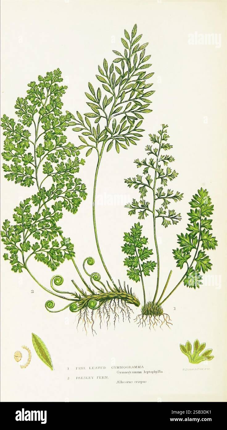 Le felci della Gran Bretagna, e i loro alleati i muschi, le verme piperite e gli equiseto, Londra, stampati per la Society for Promoting Christian Knowledge, [1855], Gran Bretagna, felci, Gran Bretagna, Pteridophyta, questa illustrazione presenta varie specie di felci, mostrando le loro intricate strutture e motivi a foglia. L'attenzione centrale è sul Gymnogramma leptophylla, noto per il suo delicato fogliame. Intorno ad essa si trovano rappresentazioni della felce di prezzemolo, che si distinguono per le foglie finemente divise che si arricciano graziosamente ai bordi. Ogni impianto è etichettato con numeri che indicano specifici Foto Stock