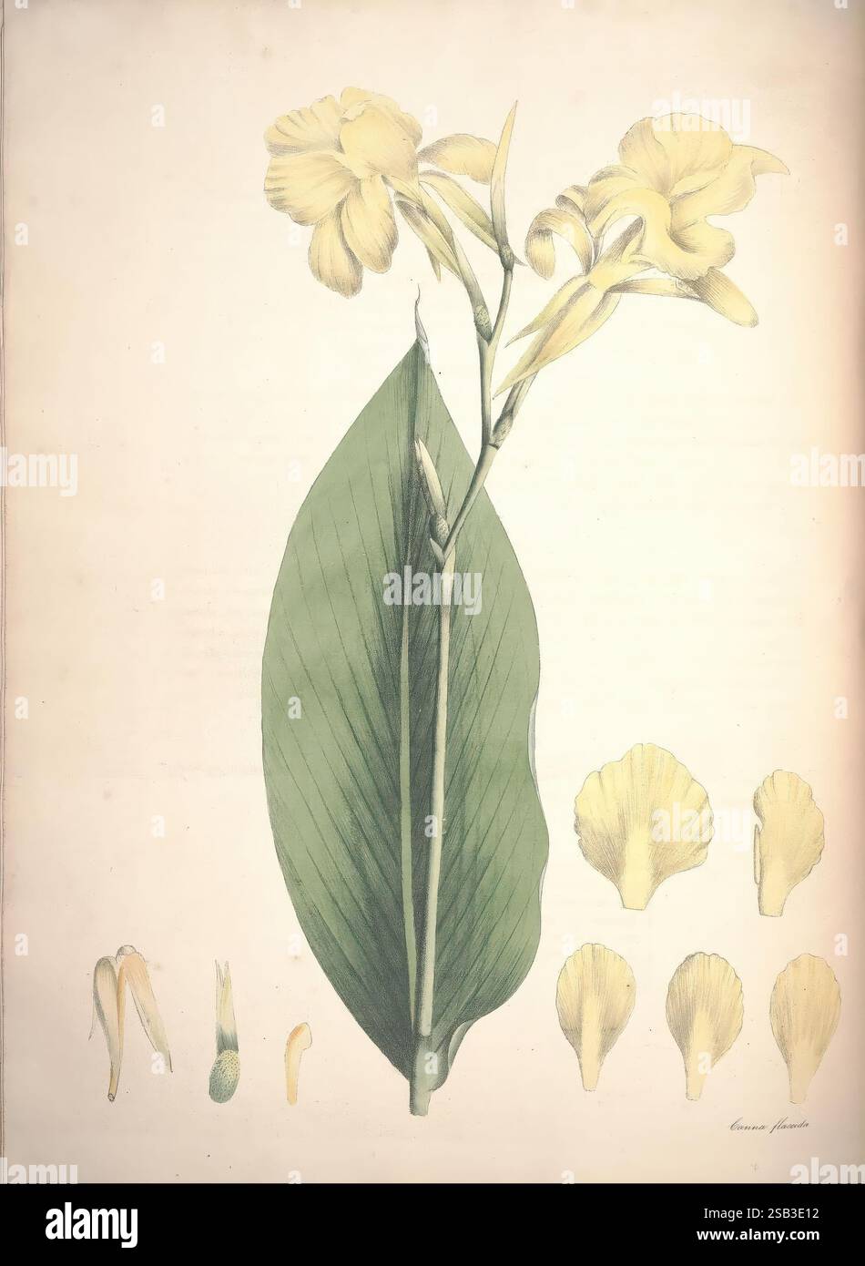 Piante monandre dell’ordine Scitamineae, Liverpool, George Smith, 1828, Zingiberaceae, canna, Cannaceae, Marantaceae, canna flaccida, l'illustrazione presenta una vibrante rappresentazione di una pianta in fiore con foglie allungate, verdi e delicati fiori gialli. La pianta presenta diverse fioriture in cima, disposte in un aggraziato ammasso, ogni petalo dettagliatamente dettagliato. Accanto alla pianta principale sono esposti vari componenti, tra cui petali separati e parti floreali, che illustrano la struttura e l'anatomia dei fiori. La combinazione di vegetazione lussureggiante e fiori eleganti Foto Stock