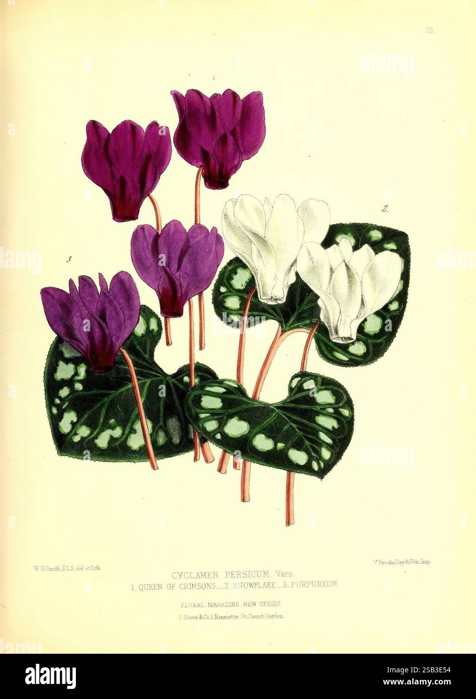 The, floral, magazine, London, L. Reeve & Co, fiori, giardinaggio, fiori, periodici, pittorico, opere, fiori, piante, Una rappresentazione botanica splendidamente illustrata del persico ciclamino, caratterizzato da una vibrante disposizione di fiori viola e bianchi. La composizione mostra le varie sfumature dei petali, evidenziando la "Regina di Crimson" in viola profondo accanto al delicato "fiocco di neve" in bianco incontaminato. Le foglie verdi rigogliose aggiungono uno sfondo ricco, esaltando l'eleganza del display floreale. Questa raffigurazione celebra i dettagli intricati di ogni fiore e foglia, sottolineandone la loro nanna Foto Stock