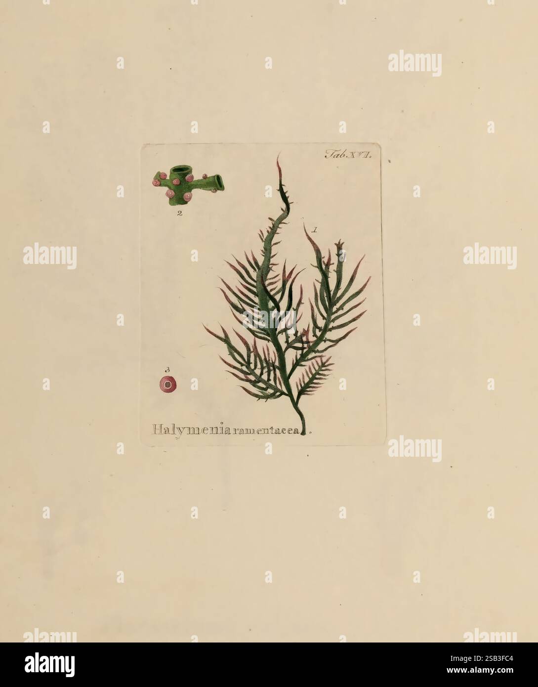 Hydrophytologiae, Regni Neapolitani, i&ones, Neapoli, Ex Typographia Cataneo et Fernandes, 1829, alghe, Cryptogamia, Regno di Napoli, opere pittoriche, l'opera presenta un'illustrazione botanica dettagliata di Halymenia ramentacea, un tipo di alghe rosse. Le delicate fronde, caratterizzate dalla loro struttura sfumata e finemente divisa, mostrano una disposizione graziosa che mette in risalto le complessità della specie. L'illustrazione include un'etichetta numerata e un piccolo emblema che aggiunge un tocco di studio alla rappresentazione. L'attenta rappresentazione della consistenza e della forma della pianta esemplifica l'arte Foto Stock