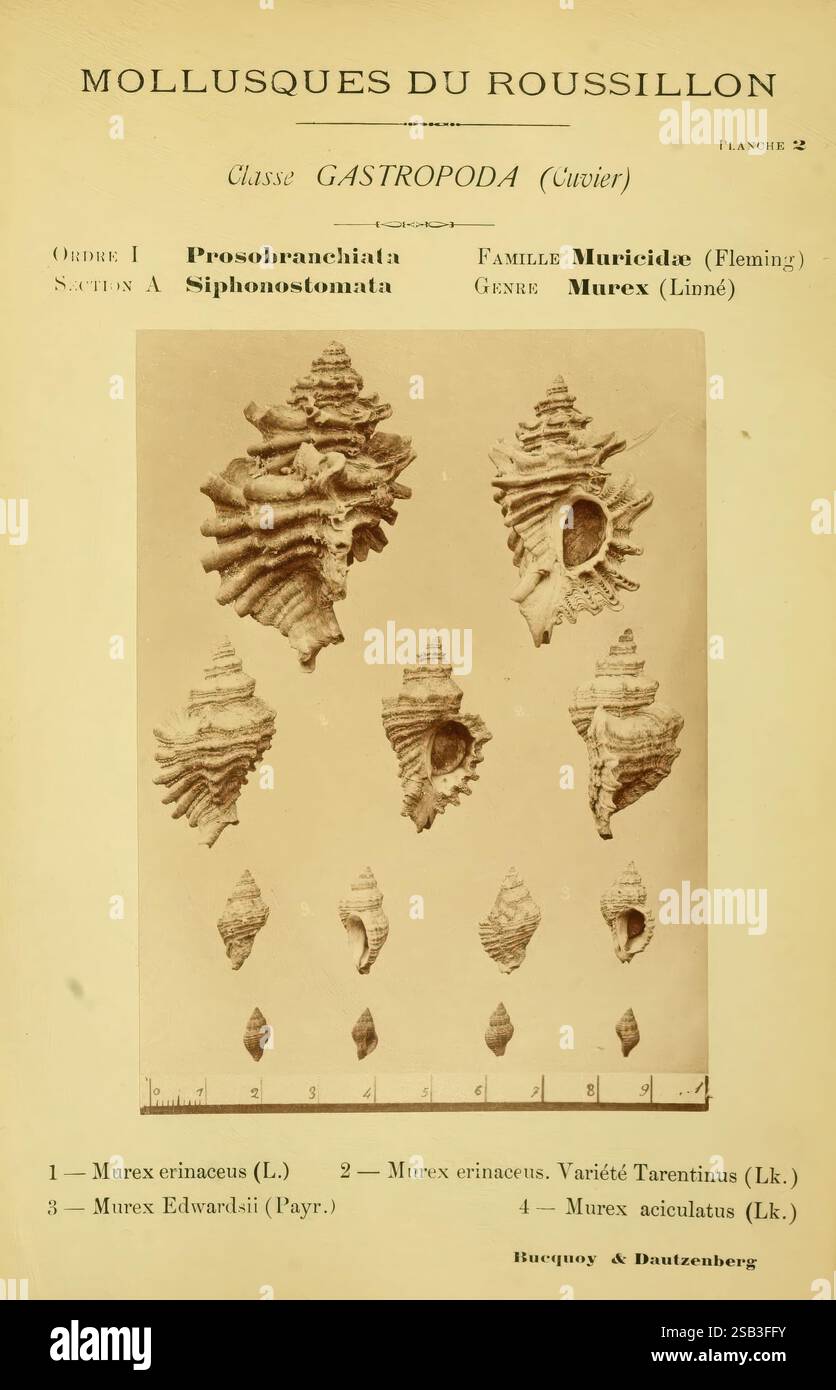 Les, molluschi, marines, du, Roussillon, Paris, J.-B, Baillière, [1882]-[1898], Francia, molluschi, Roussillon, provincia, l'illustrazione mostra varie specie di molluschi marini della classe Gastropoda, in particolare all'interno della famiglia Muricidae. Include una classificazione formale con dettagli come ordine, sezione e genere, evidenziando le caratteristiche anatomiche del genere Murex. Gli esemplari raffigurati mostrano complesse strutture a conchiglia, enfatizzando le loro texture e forme uniche. Ogni guscio è etichettato con le corrispondenti designazioni numeriche per un facile riferimento, che indicano differenze Foto Stock