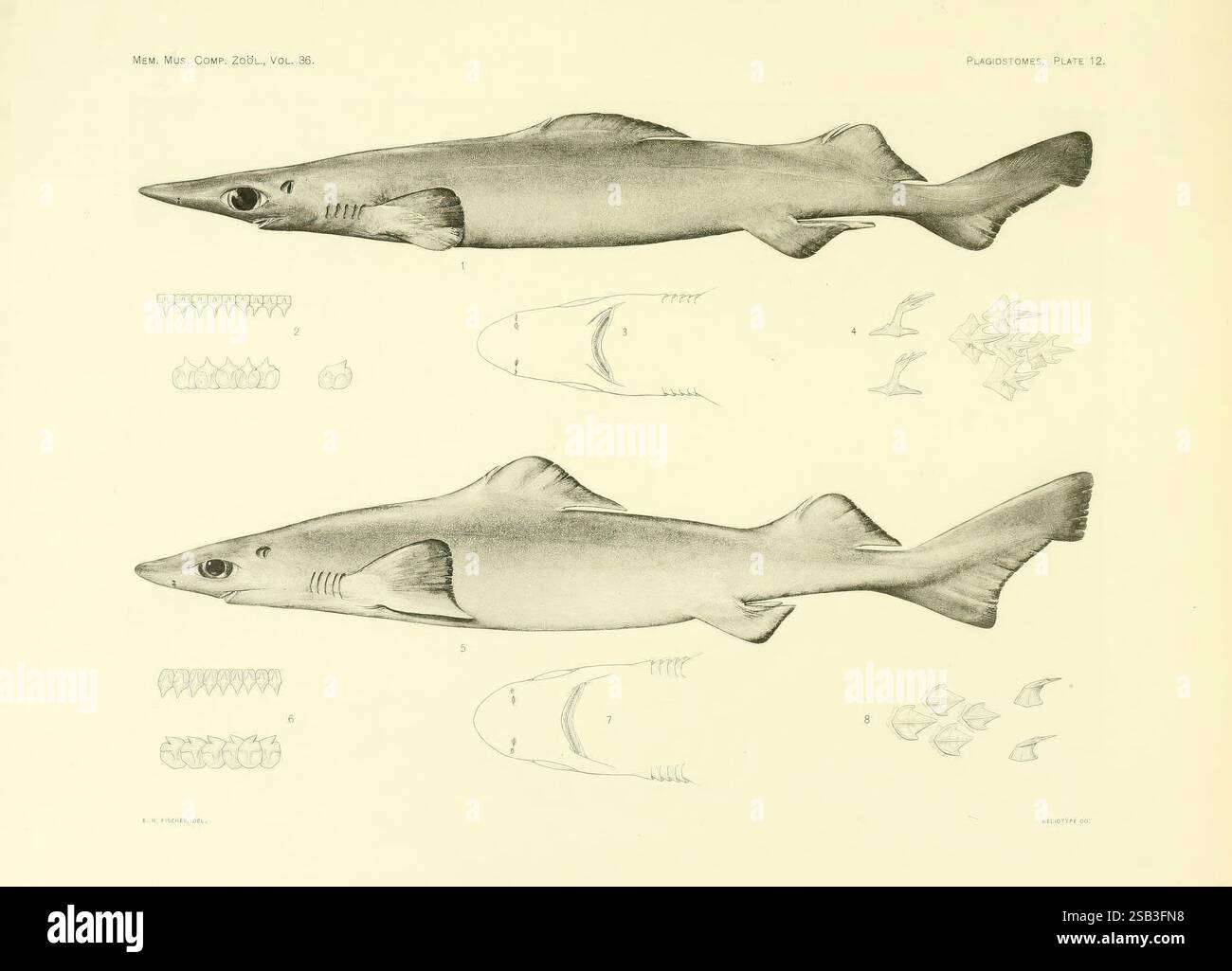 The Plagiostomia, Sharks, Skates, and Rays Cambridge, U.S.A, 1913, squali, Chondrichthyes, razze, pesci, EN Fischer, Centrophorus Acus, Acanthidium Aciculatum, questa illustrazione raffigura due viste laterali dettagliate di una specie di squalo, mostrando il corpo allungato e aerodinamico tipico del suo genere. Gli esemplari superiore e inferiore sono orientati orizzontalmente, evidenziandone le caratteristiche peculiari. Il disegno include parti etichettate come la pinna dorsale, le pinne pettorali e la forma unica del muso. Le annotazioni aggiuntive forniscono informazioni dettagliate sui dettagli anatomici di denti, branchie e oltre Foto Stock