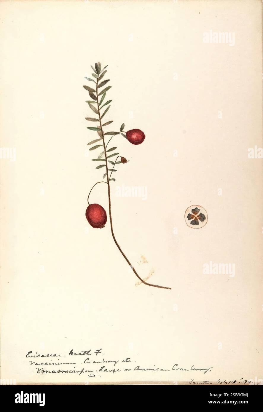 Schizzi acquerelli di piante del Nord America e dell'Europa., Un'illustrazione botanica che mostra un ramoscello della famiglia delle Ericaceae, in particolare la pianta conosciuta come mirtillo americano. Le delicate foglie verdi sono raffigurate lungo il gambo sottile, mentre due bacche tonde e rosse sono appese in modo prominente. Nell'angolo in basso a destra c'è un piccolo emblema, probabilmente un elemento decorativo che assomiglia a un trifoglio a quattro foglie, aggiungendo un tocco artistico alla rappresentazione scientifica. L'illustrazione è accompagnata da un testo scritto a mano, che indica la classificazione e il nome dell'impianto, suggerendo un sch Foto Stock