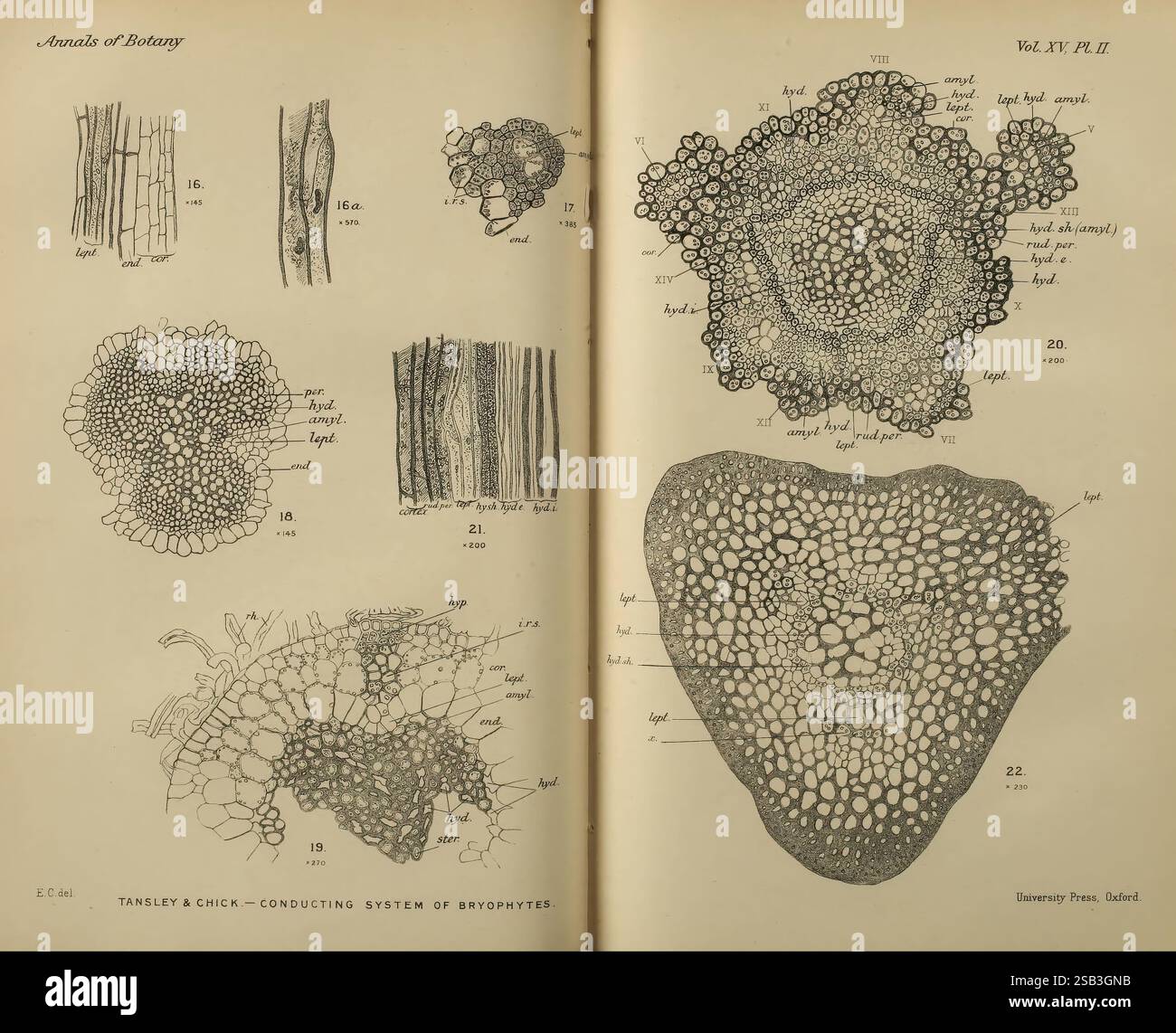 Annali di botanica, Londra, botanica, periodici, piante. l'illustrazione mostra una varietà di strutture botaniche, concentrandosi sui sistemi di conduzione dei briofiti. Le immagini includono sezioni trasversali dettagliate dei tessuti vegetali, evidenziando diversi tipi di tessuti vascolari e di supporto. Ogni sezione è etichettata con identificatori specifici, fornendo un riferimento per le loro caratteristiche uniche. Gli intricati schemi rivelano la complessità dell'anatomia vegetale, sottolineando gli adattamenti di queste piante non vascolari. Il layout generale suggerisce una prospettiva educativa, volta a migliorare und Foto Stock