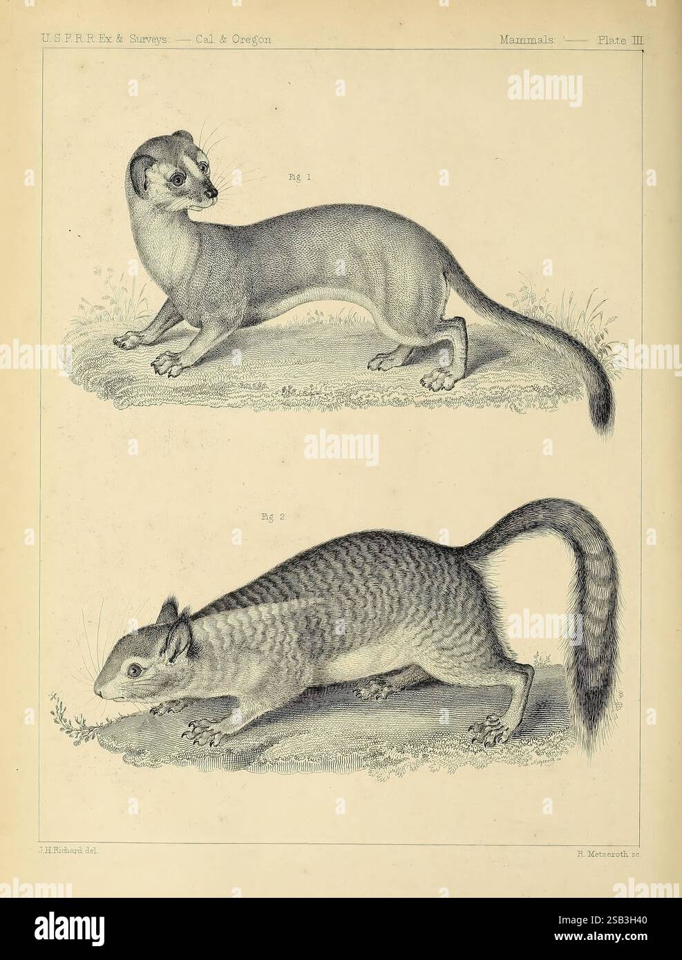 Catalogo, mammiferi nordamericani, con disegni e prove di lastre [1856?], mammiferi, storia naturale, Nord America, opere pittoriche, putorius xanthogenys, Spermophilus beecheyi, donnola, scoiattolo terricolo, l'illustrazione presenta due piccoli mammiferi distinti. La sezione superiore raffigura una creatura slanciata e allungata con muso appuntito e un corpo grazioso, caratterizzato da arti corti e una coda cespugliosa. La sua pelliccia appare elegante, suggerendo agilità e velocità. La sezione inferiore presenta un mammifero di forma diversa, che presenta un corpo più grosso con una coda prominente e boscosa e un fac leggermente arrotondato Foto Stock