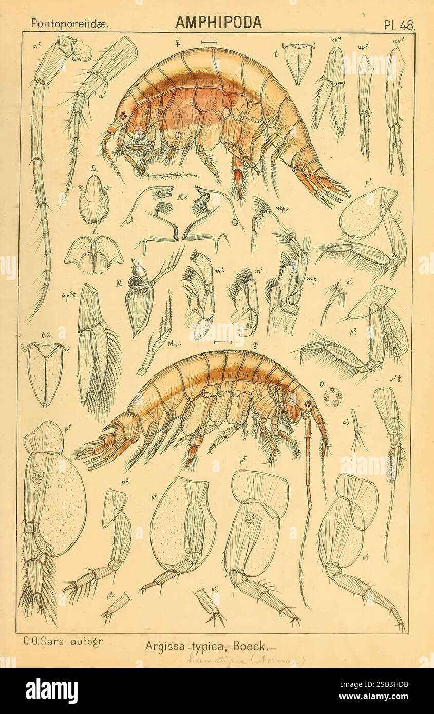 Un resoconto della Crustacea di Norvegia Christiania, A. Cammermeyer, 1895-1928. Crostacea, Norvegia, crostacei, questa illustrazione mostra varie caratteristiche anatomiche della specie di anfipodi Argissa typica, come descritto in uno studio scientifico. L'opera d'arte è divisa in sezioni distinte che evidenziano la struttura del corpo dell'organismo, comprese le rappresentazioni dettagliate della testa, del torace e delle appendici. Le etichette identificano gli elementi morfologici chiave, come antenne, arti e segmenti specifici, fornendo informazioni sulla classificazione biologica e sulle caratteristiche di questi crostacei. La precisa A. Foto Stock