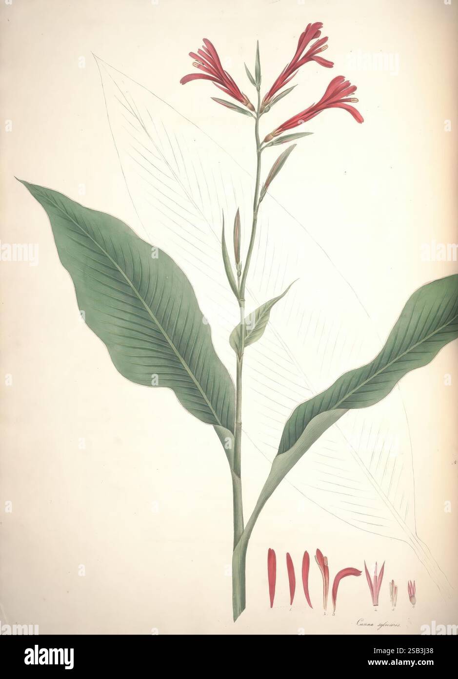 Piante monandre dell’ordine Scitamineae, Liverpool, George Smith, 1828, Zingiberaceae, canna, Cannaceae, Marantaceae, canna tuerckheimii, canna sylvestris, un'illustrazione botanica che mostra una pianta in fiore caratterizzata da lunghe foglie verdi lussureggianti e vivaci fiori rossi. Lo stelo della pianta è verticale, con diversi gruppi di fiori tubolari, che sono dettagliati per rivelare la struttura dei loro petali. Intorno alla pianta principale sono delineati schizzi delle parti floreali, comprese varie fasi dei petali, che sottolineano gli intricati dettagli delle sue caratteristiche botaniche. Il composit Foto Stock