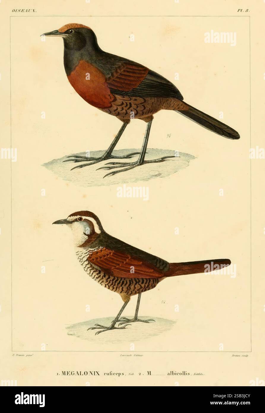 Voyage dans l'Amérique Méridionale, Parigi, Pitois-Levrault, 1835-1847, Sud America, descrizione e viaggio, l'illustrazione mostra due specie di uccelli distinte dal genere Megalonixos. L'uccello superiore presenta un ricco piumaggio marrone e color ruggine, caratterizzato da un contrasto sorprendente tra il petto e la pancia più leggera, insieme a una coda sottile e allungata e un becco affilato. L'uccello inferiore presenta un motivo più intricato, con una combinazione di piume scure e chiare, un corpo arrotondato e una striscia facciale bianca prominente che ne esalta l'aspetto distintivo. Entrambi gli uccelli sono raffigurati nella Foto Stock