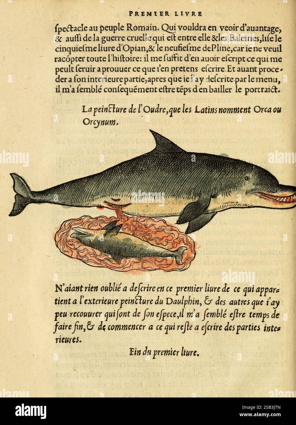 L'histoire naturelle des estranges Poissons Marins A Paris De l'imprimerie de Regnaud Chaudiere 1551 pesci zoologia opere pre-linneane, un'illustrazione raffigura un delfino prominente, caratterizzato dal suo corpo elegante e dal muso prominente, che nuota accanto a un pesce più piccolo. Sopra il delfino, il testo in grassetto presenta il titolo "la Peinture de l'Ondre", che fa riferimento al nome latino "Orca" o "Orcynum". La composizione è accentuata da eleganti motivi botanici che circondano i soggetti principali, aggiungendo un tocco storico e artistico. Il testo seguente trasmette un tono curioso, indicando una discussione sulla d Foto Stock