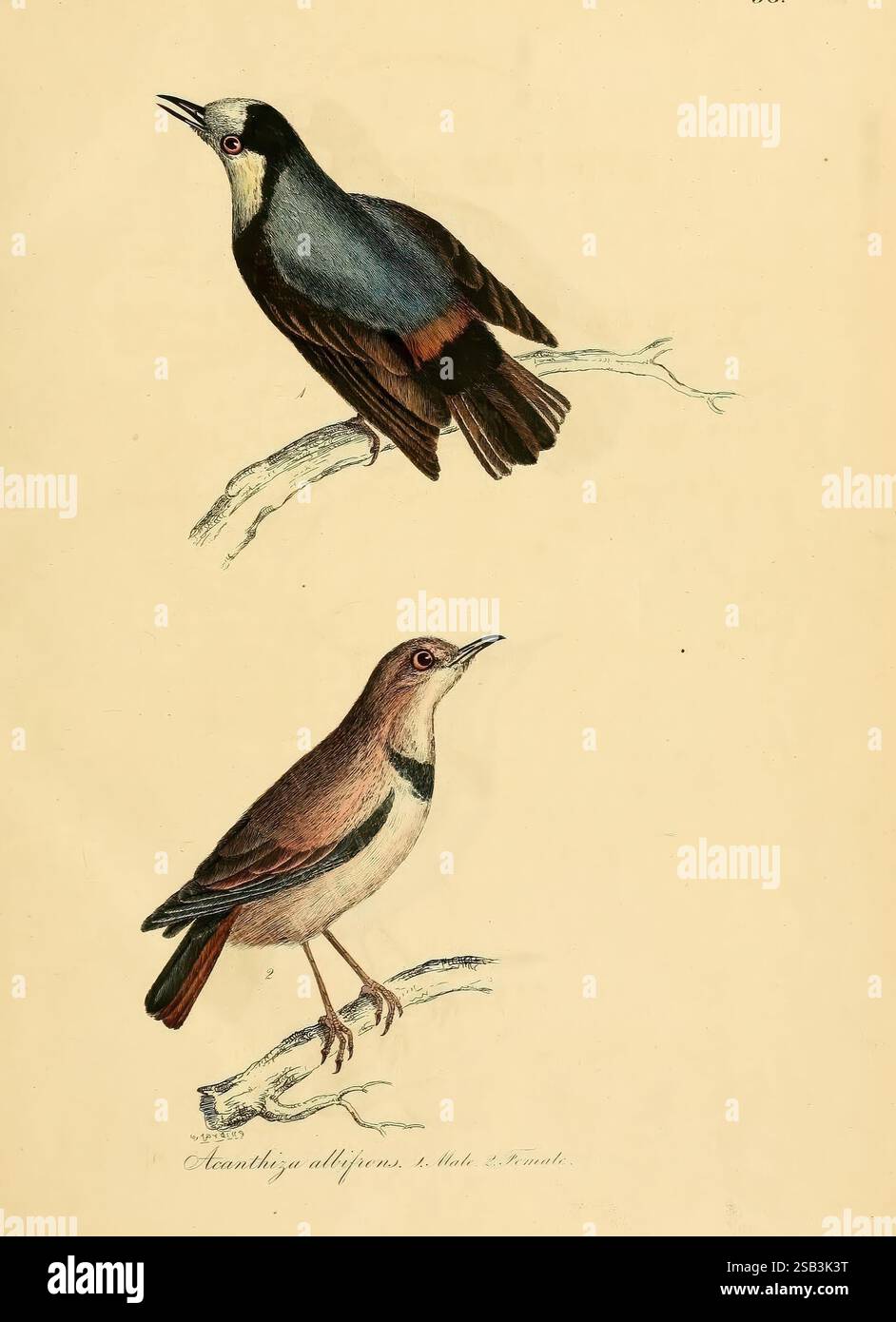 Illustrations of Ornithology, Dublin, Longman, Rees, orme, Brown, & Green, e S. Highley, 1826-1835, uccelli, opere pittoriche, Epthianura Albifrons, White-Fronted Chat, Collection and Preservation, Arsenic Compounds, l'illustrazione presenta due specie di uccelli distinte appollaiate su rami sottili. L'uccello superiore presenta una combinazione impressionante di piumaggio blu e nero, completato da una gola bianca a contrasto, che crea un impatto visivo vivido. La sua posa suggerisce attenzione, con una testa leggermente sollevata e un becco aperto, come se fosse vocalizzante. L'uccello inferiore presenta una tavolozza più soffusa, S Foto Stock