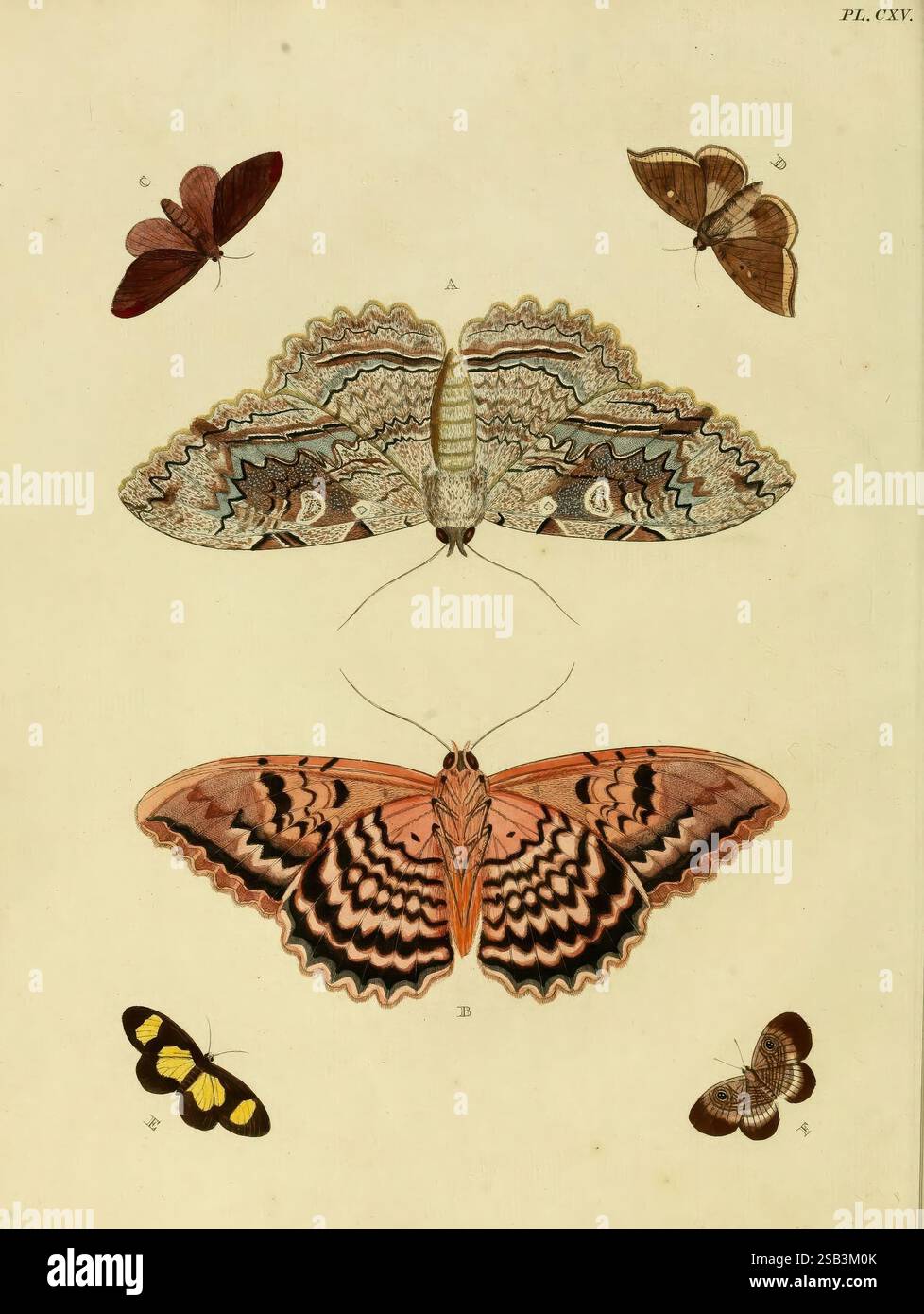 De uitlandsche kapellen. v.2. Amsterdam, Chez Barthelmy Wild, 1779-1782 [vale a dire 1775-1782], lepidotteri, opere pittoriche, Suriname, farfalle, incredibile diversità, questa illustrazione presenta diverse specie di farfalle e falene disposte in una mostra artistica. Al centro, una grande falena con fantasie intricate presenta una miscela di disegni decorati con colori che vanno dai marrone terrosi ai sorprendenti rosa e neri. A fianco di questa figura centrale vi sono farfalle più piccole, ognuna con motivi e colori unici, come il ricco marrone, i marroni tenui e i vivaci gialli. La composizione è alta Foto Stock