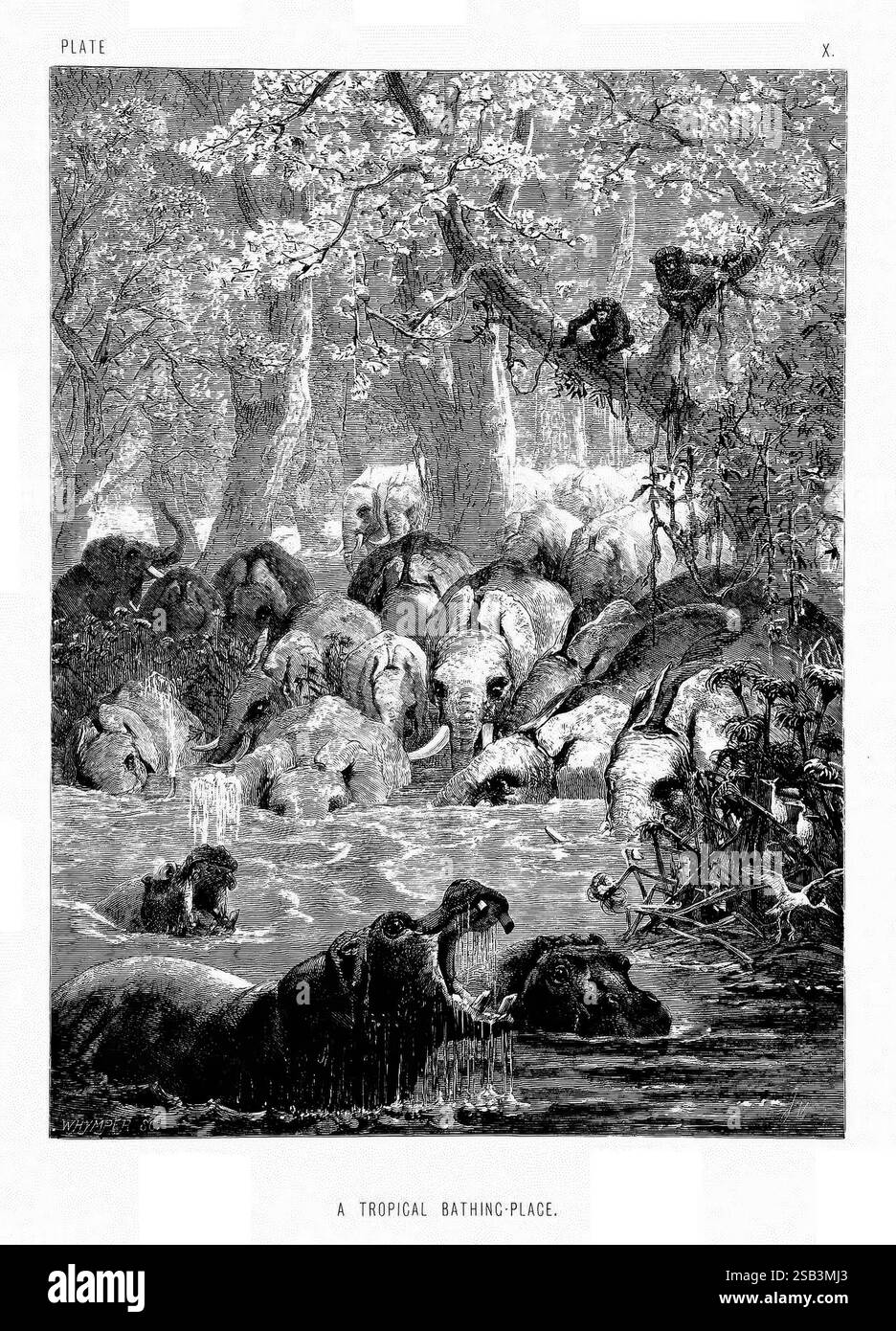 La vita e le abitudini degli animali selvatici, Londra, A. Macmillan, 1874, uccelli, comportamento comportamento degli animali, Una scena serena si svolge in un lussureggiante ambiente tropicale, dove un gruppo di elefanti si riunisce in un fiume poco profondo. I giganti gentili, parzialmente sommersi nell'acqua, si godono un bagno tranquillo e le loro grandi orecchie battono occasionalmente per rinfrescarsi. Intorno a loro, il fitto fogliame e gli alberi torreggianti forniscono ombra, mentre la luce del sole filtra attraverso le foglie, creando un effetto attenuato sulla superficie dell'acqua. Gli elefanti mostrano un senso di cameratismo, alcuni spruzzano acqua giocosamente, mentre altri si trovano qui Foto Stock