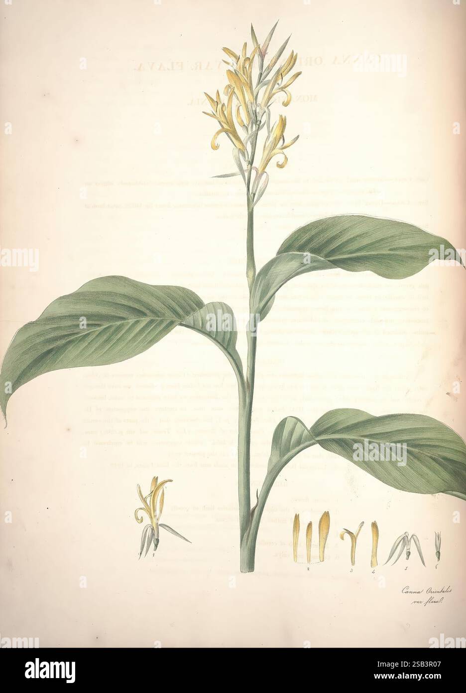 Piante monandre dell'ordine Scitamineae Liverpool George Smith 1828 Zingiberaceae canna Cannaceae Marantaceae canna indica canna orientalis, Un'illustrazione botanica che mostra una vibrante pianta fiorita con foglie verdi allungate. Il gambo centrale mostra un gruppo di delicati fiori gialli, ognuno con petali sottili e forme distintive. Accanto alla figura principale, diverse illustrazioni più piccole descrivono i componenti dei fiori, compresi gli stami e i petali, valorizzando il valore educativo del pezzo. Lo sfondo presenta testo sbiadito, che probabilmente fornisce il nome e i descrittori Foto Stock