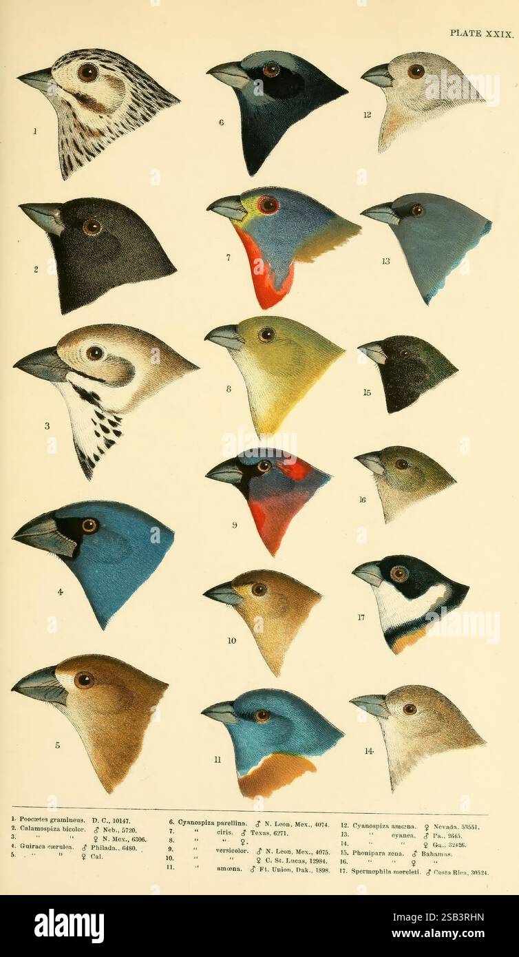 A history of North American Birds, Boston, Little, Brown, 1905, Birds, Nord America, questa illustrazione presenta una collezione di ritratti ornitologici che mostrano varie specie di uccelli, ciascuna raffigurata con un profilo dettagliato della testa. La grafica evidenzia le caratteristiche distintive e la colorazione vivace di ogni uccello, con numeri assegnati a ciascun profilo per l'identificazione. La disposizione mostra una serie di specie, enfatizzando le loro forme uniche del becco, il posizionamento degli occhi e i modelli di piumaggio, rendendolo una risorsa preziosa per gli appassionati di uccelli e i ricercatori interessati alla diversità aviaria. Foto Stock