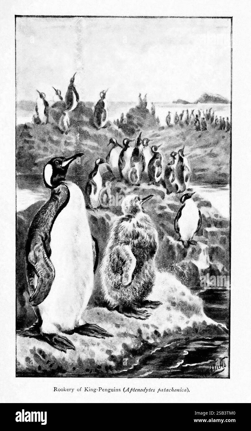 Meraviglie del mondo degli uccelli, New York, Frederick A. Stokes Company, [1921]. Uccelli, Aptenodytes patagonicus, pinguino re, colorano le nostre collezioni, la scena presenta un gruppo di pinguini imperatore, mostrando le loro caratteristiche distintive, come le prominenti macchie gialle vicino alle loro teste. In primo piano, i pinguini adulti sono eleganti, con uno posizionato leggermente di lato. Tra questi c'è un pulcino soffice e coperto, che assomiglia a una piccola palla di lanugine, evidenziando il contrasto tra adulti e giovani. Sullo sfondo, vengono raccolti altri pinguini, creando un senso di comunità AN Foto Stock