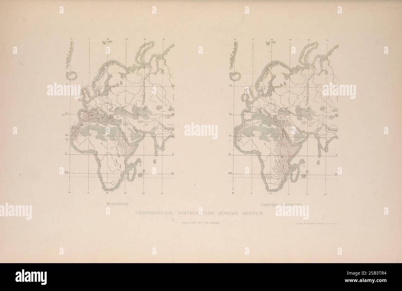 The British Warblers, Londra, R. H. Porter, 1907-1914, Gran Bretagna, Birds, Sylviidae, Smithsonian Libraries, l'illustrazione presenta due mappe dettagliate che mostrano la distribuzione geografica di due specie durante l'inverno: il Blackbird e la Warbler del Danubio. Ogni mappa delinea le regioni abitate da questi uccelli, contrassegnate da schemi distinti che ne indicano la presenza. Lo sfondo presenta una sovrapposizione della griglia con linee di latitudine e longitudine, che forniscono il contesto alle posizioni. Le mappe sono annotate con etichette scientifiche, migliorando la loro natura informativa. L'uso di linee tratteggiate e shad Foto Stock