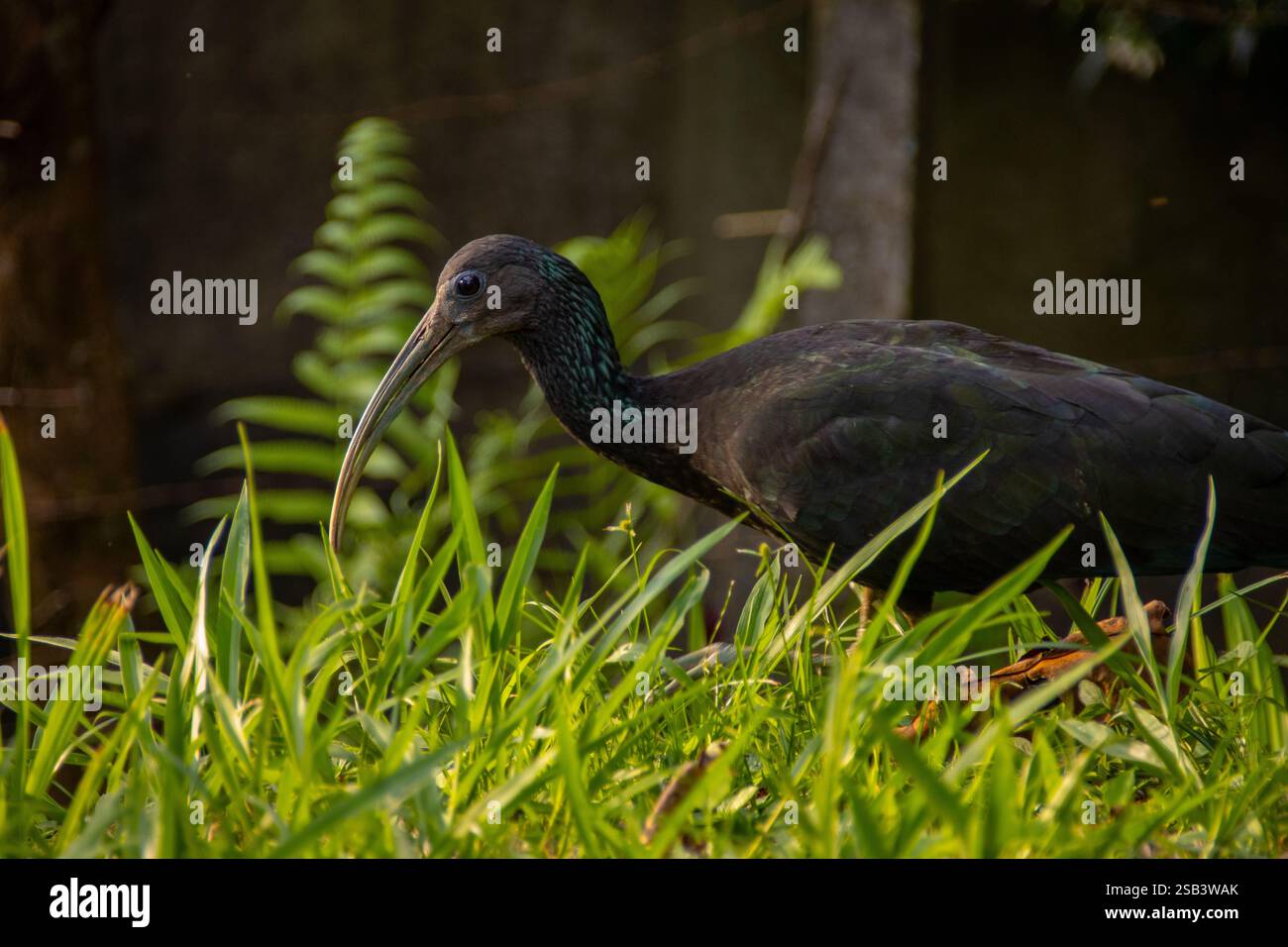 Verde Ibis (Mesembrinibis cayennensis), noto anche come Cayenne Ibis, su erba alta. Foto Stock