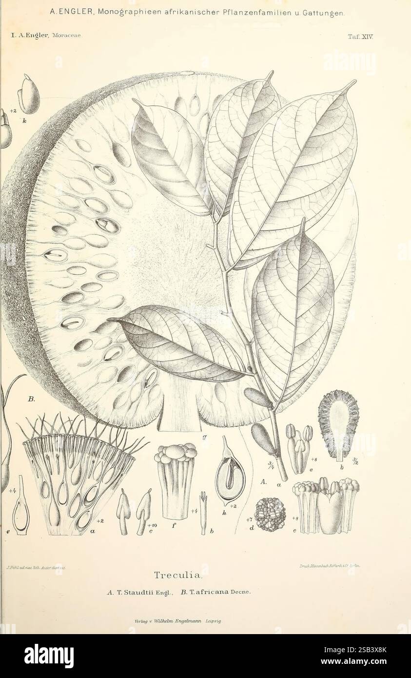 Monographieen, afrikanischer, Pflanzen-Familien, und, Gattungen, Lipsia, W. Engelmann, 1898-1904, Africa, botanica, l'illustrazione presenta uno studio botanico dettagliato della pianta di Treculia, evidenziando vari aspetti della sua morfologia. La parte centrale presenta una sezione trasversale del frutto, rivelandone la struttura, mentre i disegni dettagliati adiacenti raffigurano singoli fiori e foglie. Le etichette di annotazione indicano parti specifiche della pianta, come i tipi di fiori e la disposizione delle foglie. Questa rappresentazione completa illustra le caratteristiche uniche e le caratteristiche riproduttive di tre Foto Stock