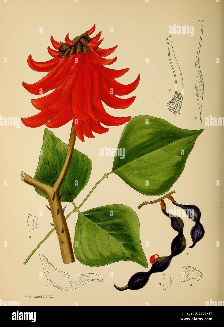 The Flowering Plants of Africa Pretoria Botanical Research Institute Dept. Of Agricultural Technical Services Republic of South Africa Africa Botany Periodicals Flower Plants, l'illustrazione presenta un vivace fiore rosso ben esposto in cima, con petali arricciati allungati che creano un impatto visivo sorprendente. Sotto il fiore, foglie verdi lussureggianti con una texture lucida forniscono uno sfondo a contrasto. Un robusto stelo marrone supporta la fioritura e il fogliame. A destra sono raffigurati due cialde di semi che mostrano la loro forma curva e un seme nero lucido nascosto all'interno, a indicare il po Foto Stock