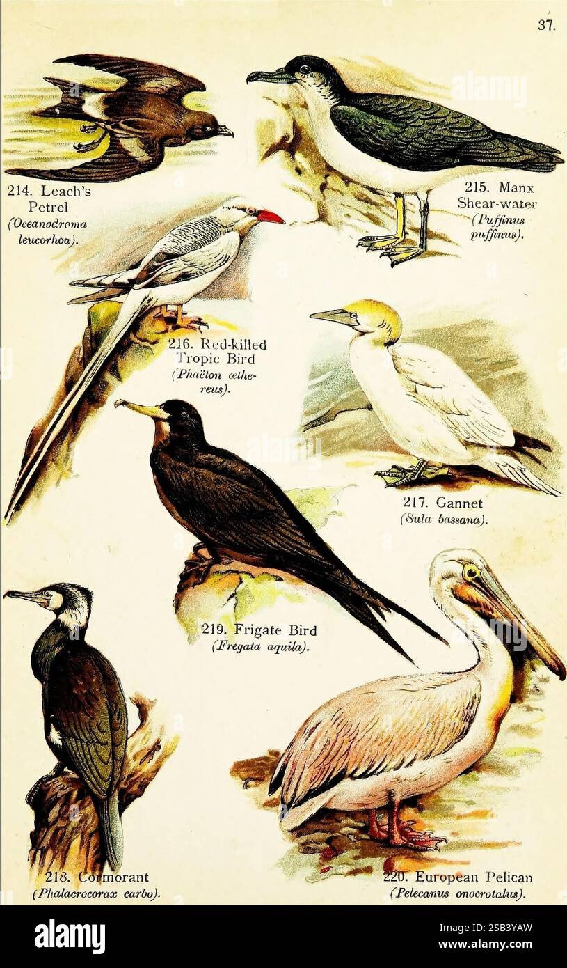 Birds of the World for Young People, New York, F.A. Stokes Company [1909]. Uccelli, Northern Gannet, Morus bassanus, Great Cormorant, Phalacrocorax carbo, Pelecanus onocrotalus, Great White Pelican, Ascensione Frigatebird, Fregata aquila, Phaethon aethereus, Tropicbird a becco rosso, Puffinus puffinus, Manx Shearwater, Leach's Storm Petrel, Hydrobates leucorhous, questa illustrazione mostra una collezione di uccelli di varie specie. Al centro dell'immagine si trova l'uccello Tropico dal becco rosso, identificabile dal suo pennacchio e dalle lunghe piume della coda. A sinistra spiccano Petrel e Cormorant di Laach Foto Stock