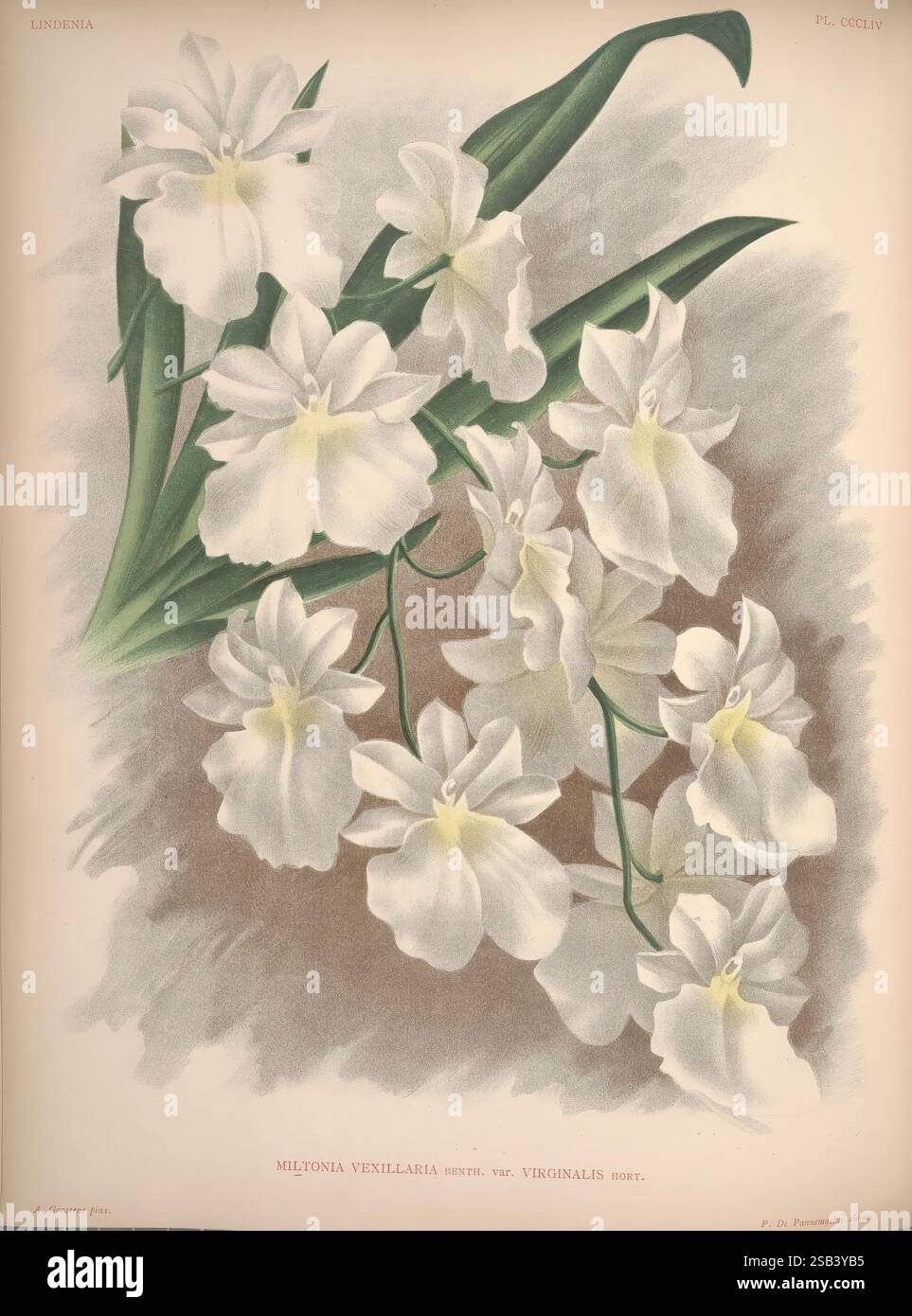 Lindenia, Bruxelles, L. Linden, 1891-[1897?], Orchidaceae, periodici, opere pittoriche, Jean Jules Linden, Lucien Linden, Emrodigas, orchidee, botanica, fiori, Alphonse Goossens, Miltoniopsis vexillaria, Miltonia vexillaria var. Virginalis, Una splendida esposizione di fiori di Miltonia vexillaria, conosciuta anche come "Orchidea Violetta". Questa illustrazione presenta eleganti fiori bianchi con delicati petali arricciati e sottili accenni di lavanda pallida, accentuati da foglie verdi lussureggianti. La composizione mette in risalto gli intricati dettagli di ogni fiore, mostrando la loro bellezza naturale e grazia. Organizzatevi perfettamente Foto Stock