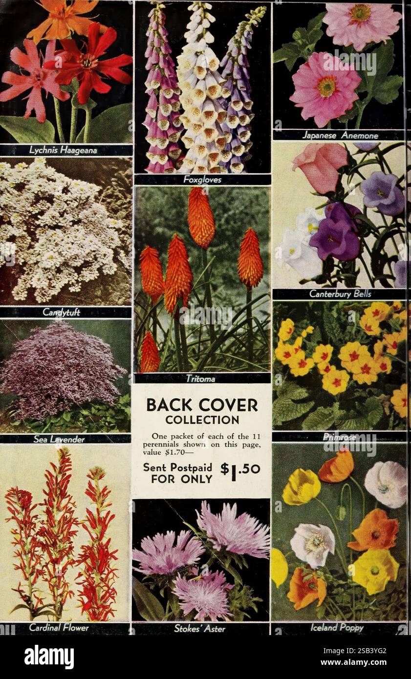 Semi aristocratici Pittsburgh Pa Beckert Seed & Bulb Co. Fiori 19uu Pittsburgh giardinaggio Pennsylvania semi cataloghi vivai vivai vivai orticoltura bulbi piante Beckert Seed & Bulb Co. Giardini storie in fiore, la collezione presenta una vibrante gamma di fiori che mostrano le loro forme e colori unici. La prima fila include Lychnis Haeggeana con i suoi vivaci petali, gli impressionanti guanti Foxgloves e il delicato Anemone giapponese. Sotto ci sono ciuffi di caramelle pieni di piccoli fiori bianchi, l'alto e piccante Tritoma e le affascinanti campane di Canterbury con i loro fiori a forma di campana. Il prossimo Foto Stock
