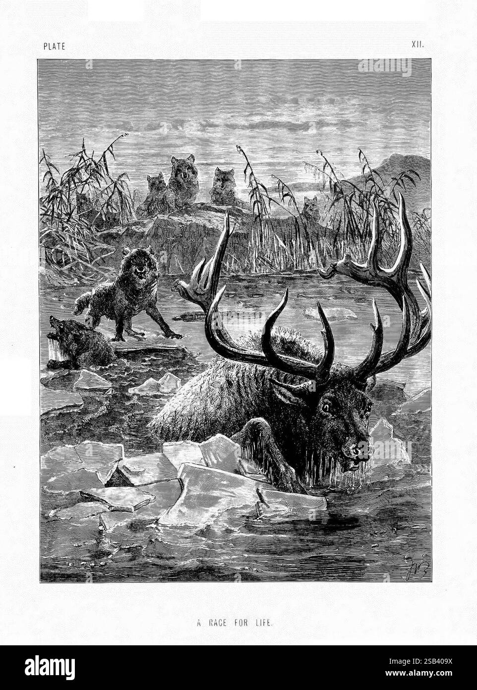 La vita e le abitudini degli animali selvatici, Londra, A. Macmillan, 1874, uccelli, comportamento comportamento animale, in una scena agghiacciante, un grande cervo lotta attraverso ghiaccio frammentato in un torbido corso d'acqua, le sue imponenti corna che si innalzano sopra la superficie. L'espressione della creatura riflette la disperazione mentre combatte l'ambiente gelido. Sullo sfondo, un branco di lupi osserva intensamente, i loro occhi si concentrano sul dramma che si svolge. Nelle vicinanze, una creatura più piccola, forse un procione, si avventura cautamente lungo il bordo del ghiaccio, apparentemente catturata tra curiosità e cautela. L'atmosfera è tesa, catturando un vivo Foto Stock