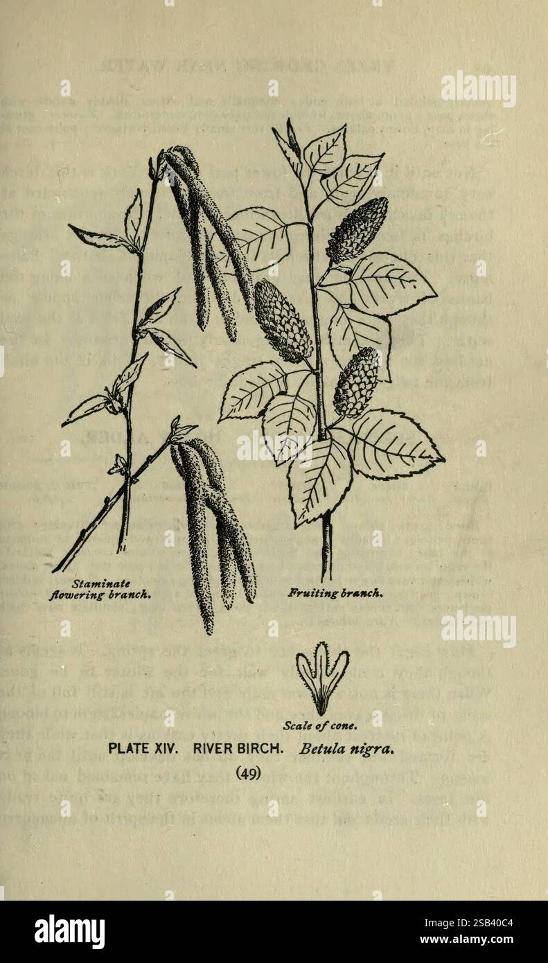 A guide to the Trees New York F.A. Stokes [c1900] Trees United States Women in Science Marian Ellis Ryan Rowan, un'illustrazione raffigurante una betulla di fiume (Betula nigra), che mostra due rami distinti. Il ramo sinistro è etichettato come "ramo fiorito laminato", con gattini allungati che indicano i fiori maschili. Il ramo destro è identificato come un "ramo di Fruitling", che presenta ammassi di strutture coniche indicativi del sistema riproduttivo dell'albero. Sotto i rami è presente un disegno in scala di un cono, che fornisce un riferimento per la dimensione. La composizione complessiva enfatizza la d botanica Foto Stock