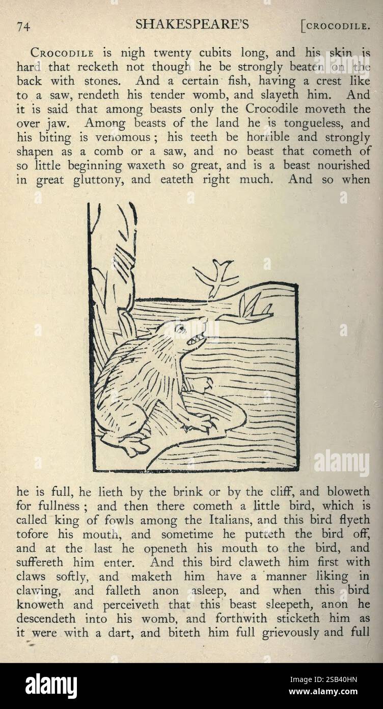 Natural history in Shakespeare's Time London, E. Stock, 1896., un estratto di un'opera letteraria che descrive un coccodrillo, enfatizzando le sue caratteristiche fisiche e il suo comportamento. Il testo evidenzia le dimensioni dell'animale, con riferimenti specifici al suo lungo corpo e alla natura formidabile della sua mascella. Trasmette un senso di pericolo, descrivendo in dettaglio come le abilità morsive del coccodrillo possano essere letali. Il passaggio tocca anche l'interazione tra il coccodrillo e il suo ambiente, dipingendo un quadro vivido dei suoi istinti predatori e della sua capacità di furtività. Foto Stock