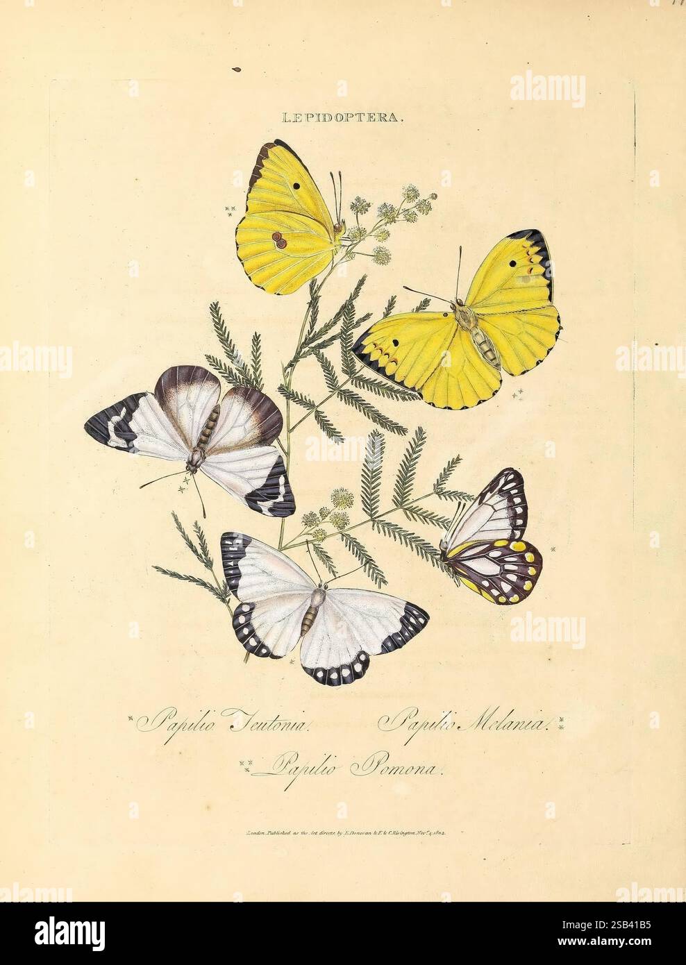 Un'epitome della storia naturale degli insetti della nuova Olanda, della nuova Zelanda, della nuova Guinea, di Otaheite e di altre isole negli oceani Indiano, meridionale e Pacifico, Londra, stampato per l'autore e F.C. e J. Rivington, venduto anche da White, Faulder, Hatchard e Symonds, 1805, Australia, Polinesia francese, insetti, nuova Guinea, nuova Zelanda, isola Tahiti, Edward Donovan, farfalle, Papilio Teutonia, Belenois Java, Papilio Melania, Appias Melania, Papilio Pomona, Catopsilia Pomona, straordinaria diversità, una collezione di farfalle splendidamente illustrate, che mostrano varie specie appartenenti Foto Stock