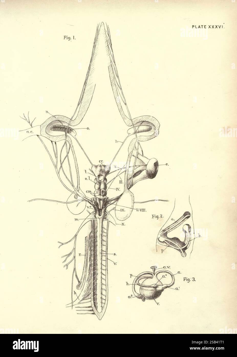 Illustrazioni di zoologia: Invertebrati e vertebrati, Edimburgo, Y.J. Pentland, 1889, zoologia, opere pittoriche, un'illustrazione anatomica che raffigura l'intricata struttura di un calamaro. Il diagramma identifica varie parti, tra cui il sistema nervoso e gli organi riproduttivi. Caratteristiche notevoli includono i tentacoli, il becco e gli organi interni come il sacco d'inchiostro e le branchie. Annotazioni accurate dettagliano le relazioni tra i componenti anatomici del calamaro, evidenziando la complessità della sua biologia e fornendo un chiaro riferimento per lo studio scientifico. Foto Stock