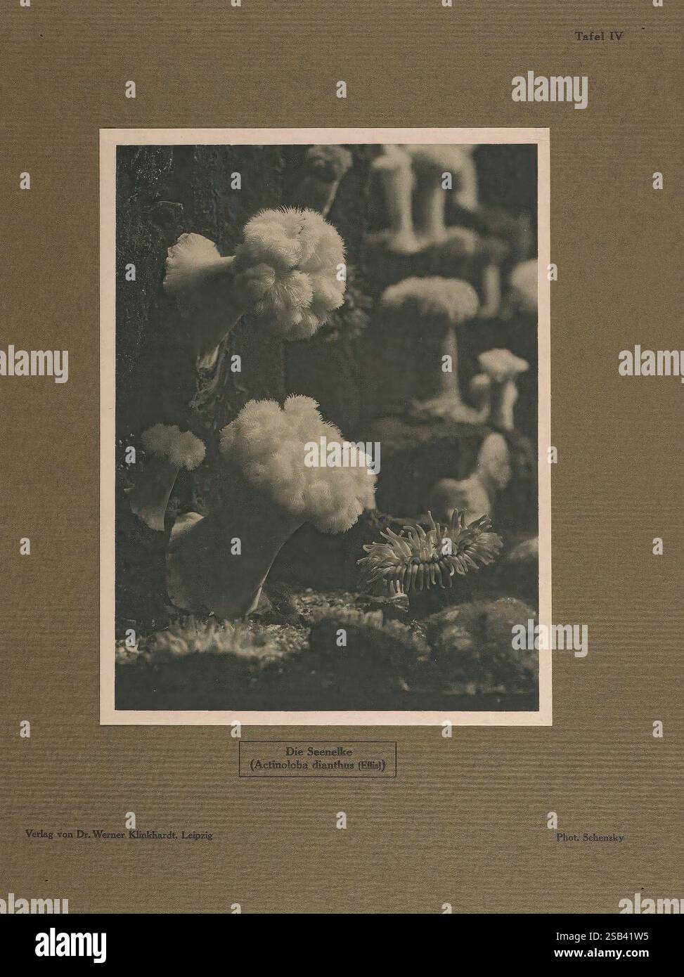 Tier-und Pflanzenleben der Nordsee, Lipsia, W. Klinkhardt, 1914-1922. Mare del Nord, biologia marina, plumose anemone, Metridium senile, Metridium senile., l'opera d'arte presenta un'intricata esposizione di vari funghi, mostrando un mix di texture e forme. Morbidi e soffici ammassi di funghi dominano il primo piano, somiglianti a formazioni di cotone, mentre sullo sfondo emergono strutture sottili e delicate che aggiungono profondità alla composizione. L'interazione tra luce e ombra accentua le forme organiche, creando un'esplorazione della bellezza unica della natura. Il telaio circostante è strutturato, enhanc Foto Stock