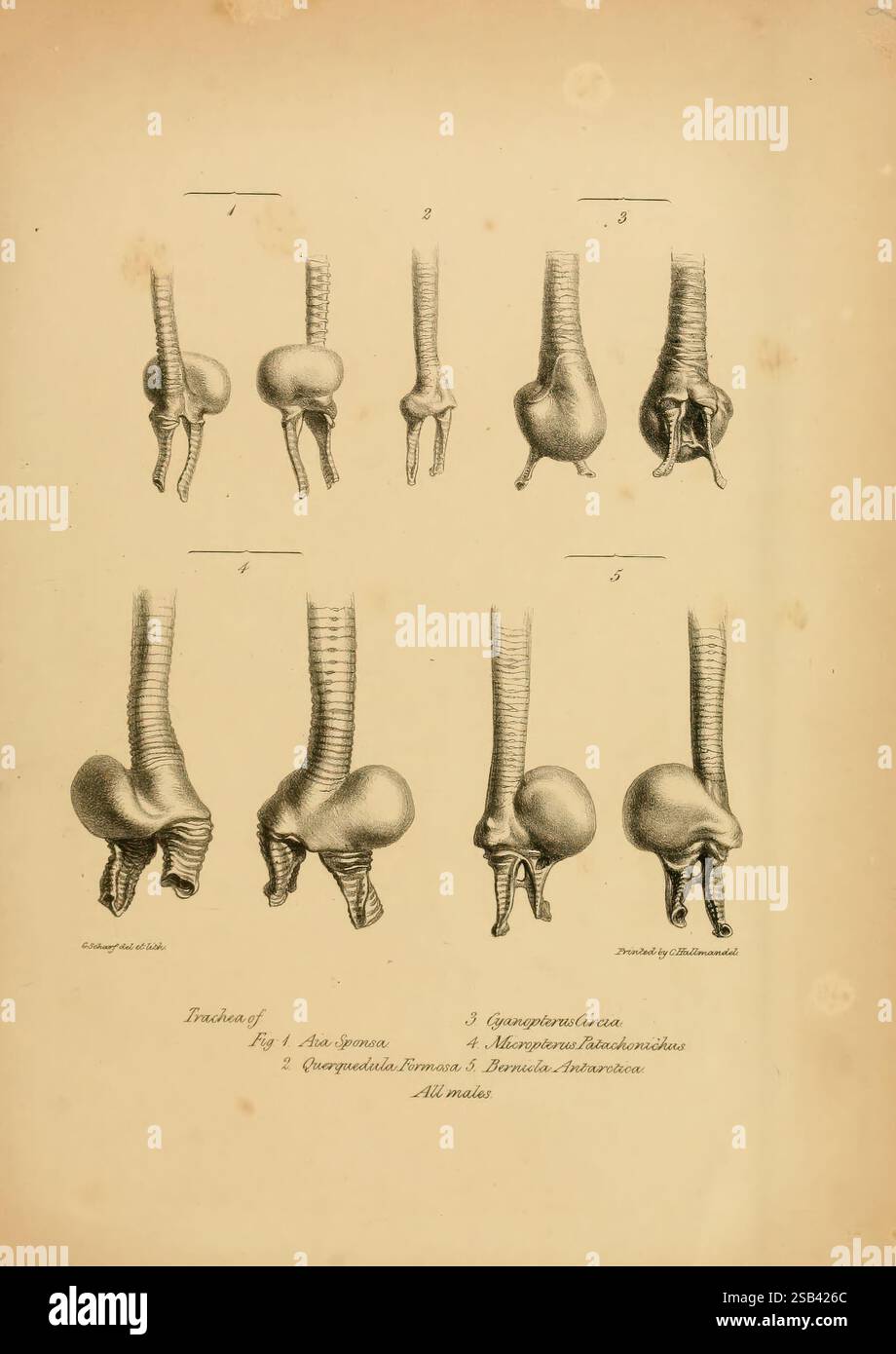 Una monografia sugli Anatidae, o tribù di anatre, London, Longman, orme, Brown, Green, & Longman and Eddowes, Shrewsbury, 1838. Anatidae, questa illustrazione mostra una serie di studi anatomici incentrati sull'articolazione del ginocchio umano e sulle sue strutture circostanti. Presenta una serie di viste, che evidenziano la meccanica del ginocchio in varie posizioni di flessione. Le figure numerate raffigurano il movimento e il posizionamento di legamenti, tendini e ossa, illustrando la complessità della funzione articolare. I rendering dettagliati sottolineano le sfumature dell'anatomia umana, in particolare in relazione al kinem Foto Stock