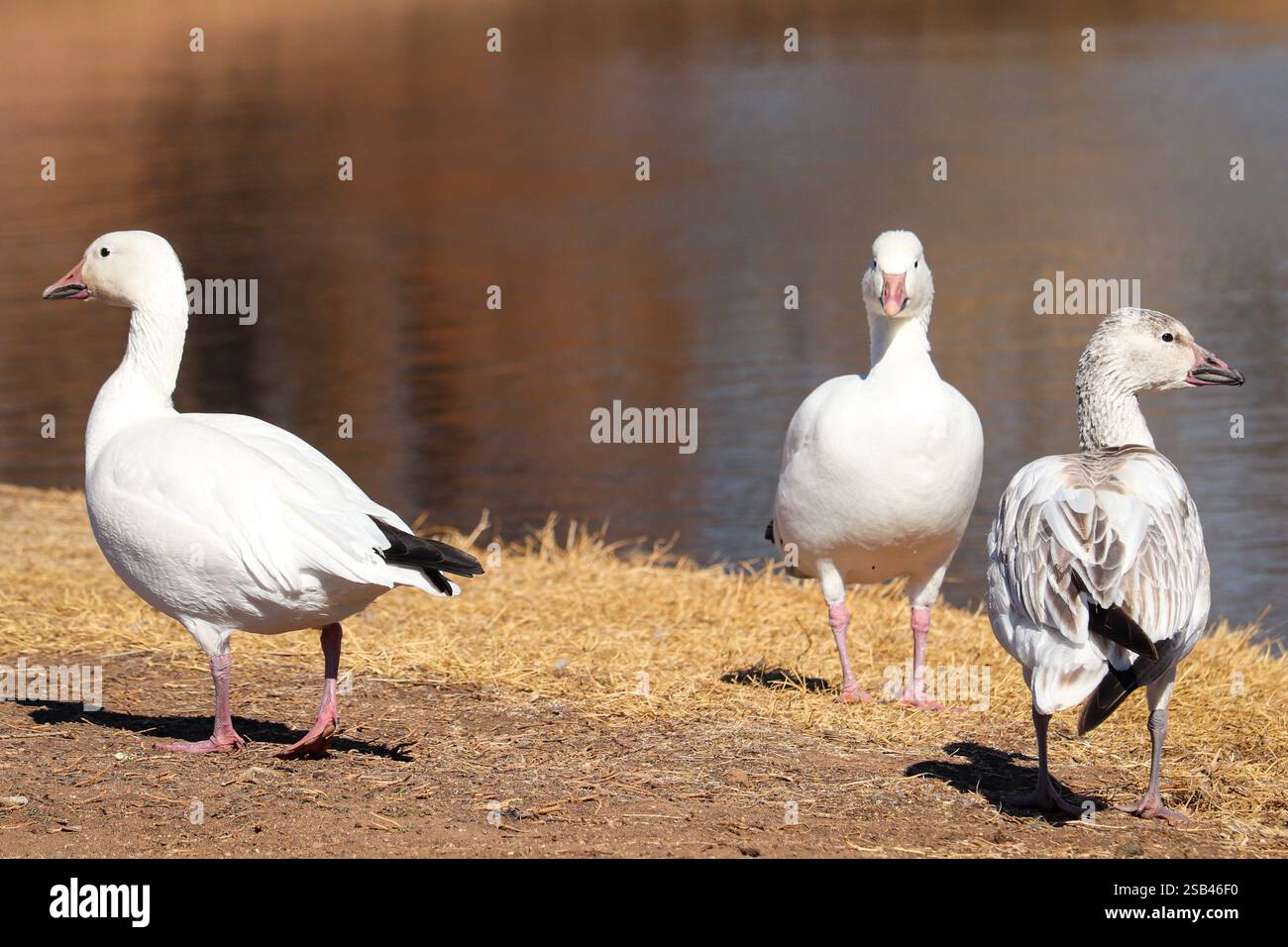 Snow Goose o Anser caerulescens Family al Green Valley Park di Payson, Arizona. Foto Stock