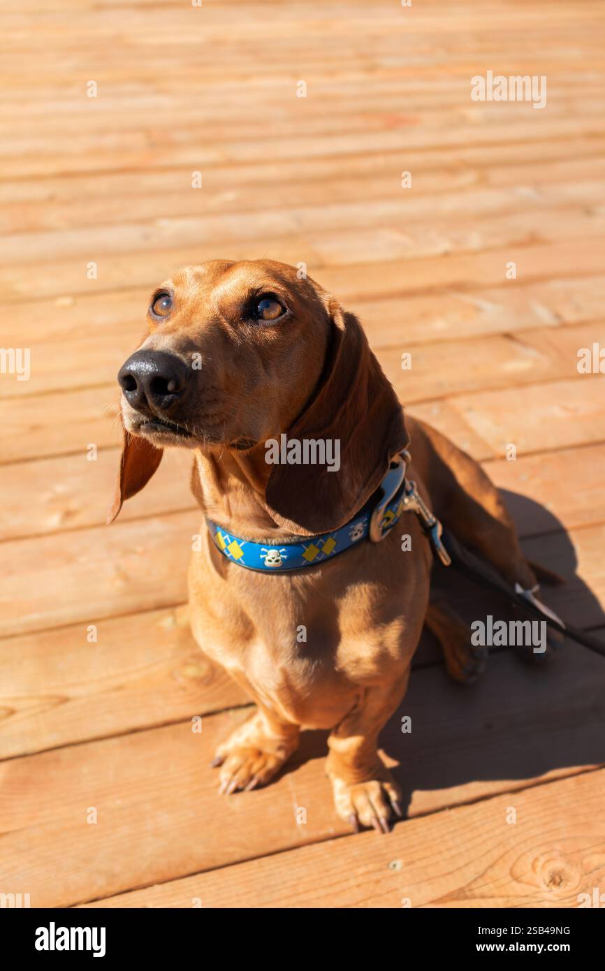 Cane Dachshund in miniatura seduto su un ponte di legno. Foto Stock