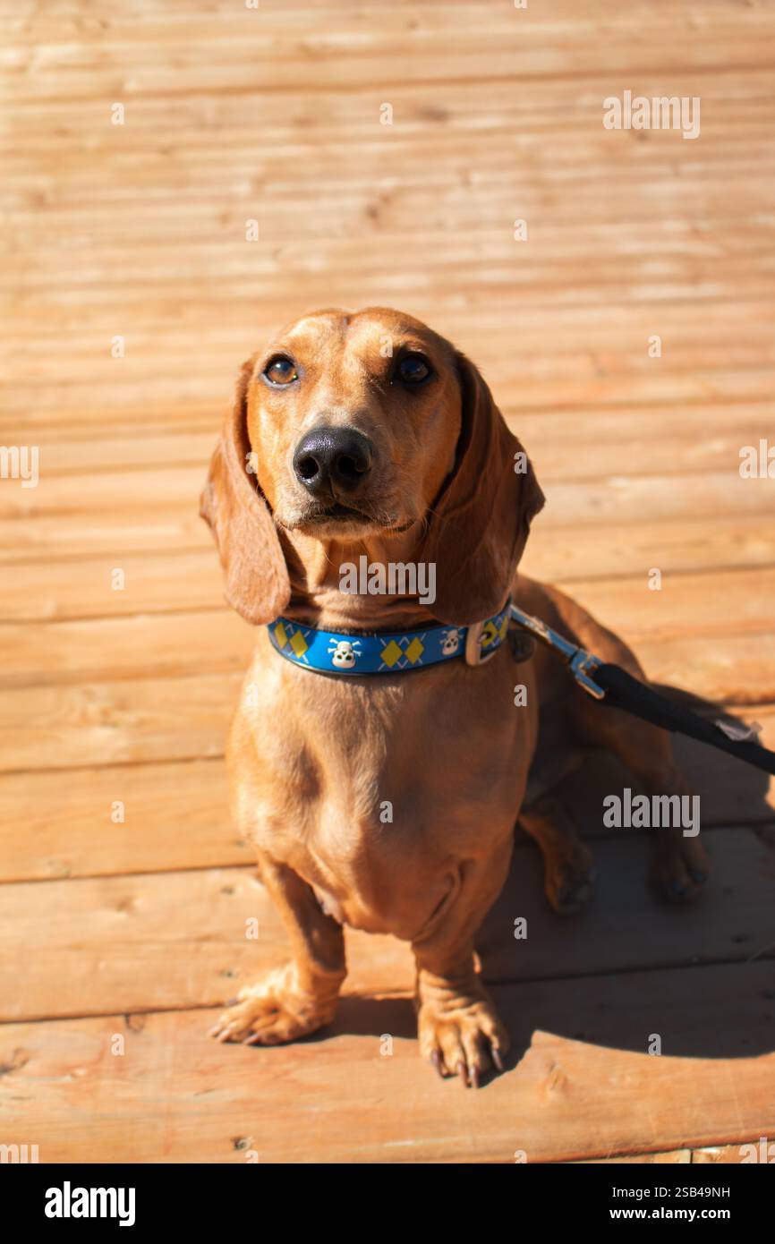 Cane da dachshund seduto su un pavimento di legno al sole Foto Stock
