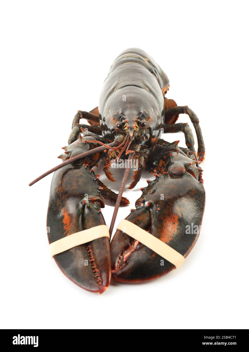 Un'aragosta cruda intera isolata su bianco Foto Stock