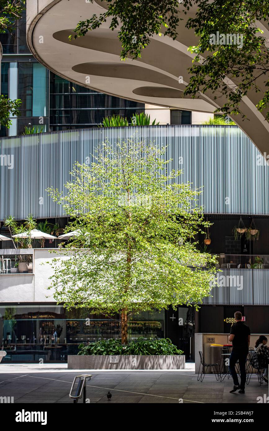 Alberi e piantaggi in giardini rialzati creano un'atmosfera verde e rinfrescante in contrasto con le dure finiture in cemento del MLC Centre di Sydney Foto Stock Alberi e piantaggi in giardini rialzati creano un'atmosfera verde e rinfrescante in contrasto con le dure finiture in cemento del MLC Centre di Sydney Foto Stock