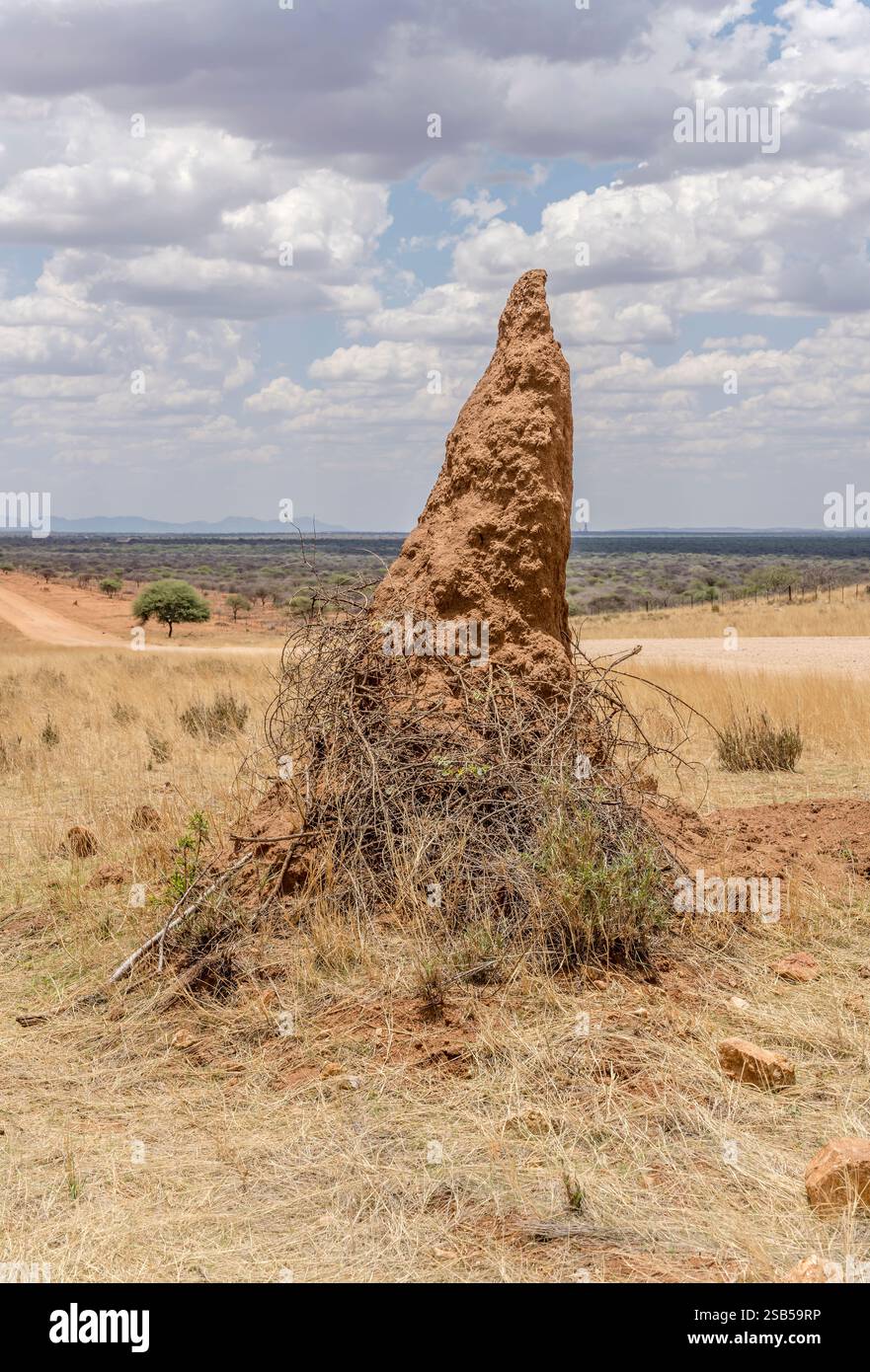 Paesaggio con nido di termiti vicino a strade sterrate nella campagna desertica, girato alla luce della tarda primavera vicino a Otjiwarongo, Namibia, Africa Foto Stock