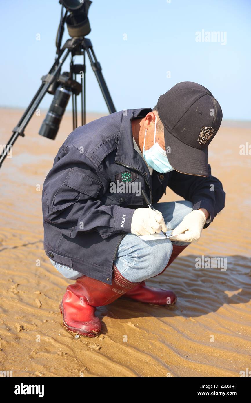 (250201) -- HAIKOU, 1 febbraio 2025 (Xinhua) -- Luo Lixiang monitora le malattie infettive degli uccelli su una spiaggia di Danzhou, nella provincia cinese meridionale di Hainan, 18 gennaio 2025. L'Hainan Xinying Mangrove National Wetland Park è stato fondato a Danzhou nel 2007 e Luo Lixiang è diventato il primo gruppo di ranger del parco, che ha assistito ai cambiamenti ecologici qui negli ultimi anni. Prima dell'istituzione del parco delle zone umide, la zona umida fu distrutta a causa di uno sviluppo acquacoltura improprio. Al fine di ripristinare il sistema ecologico, il governo locale ha lanciato un'iniziativa per "restituire gli stagni a" Foto Stock
