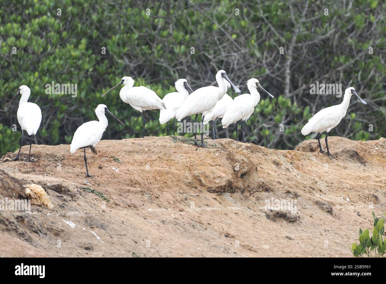 (250201) -- HAIKOU, 1 febbraio 2025 (Xinhua) -- i cucchiai dalla faccia nera sono raffigurati al Hainan Xinying Mangrove National Wetland Park a Danzhou, nella provincia cinese meridionale di Hainan, 31 gennaio 2025. L'Hainan Xinying Mangrove National Wetland Park è stato fondato a Danzhou nel 2007 e Luo Lixiang è diventato il primo gruppo di ranger del parco, che ha assistito ai cambiamenti ecologici qui negli ultimi anni. Prima dell'istituzione del parco delle zone umide, la zona umida fu distrutta a causa di uno sviluppo acquacoltura improprio. Al fine di ripristinare il sistema ecologico, il governo locale ha lanciato un i Foto Stock